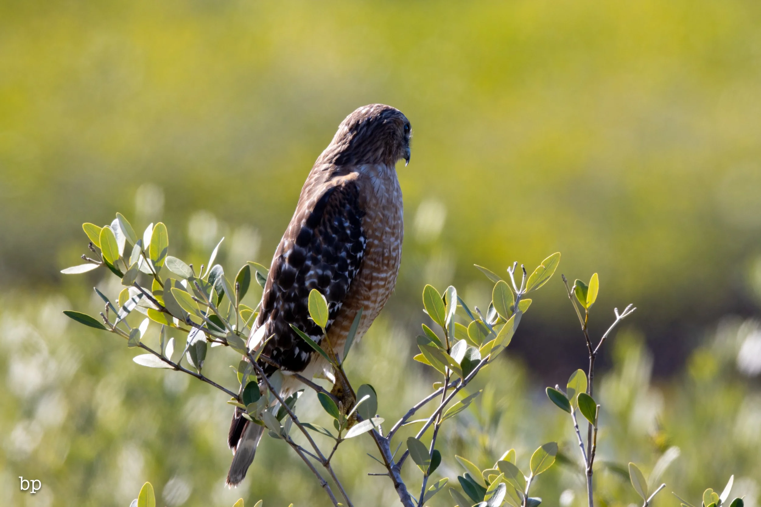 jungle_02_47 (1 of 1).jpg