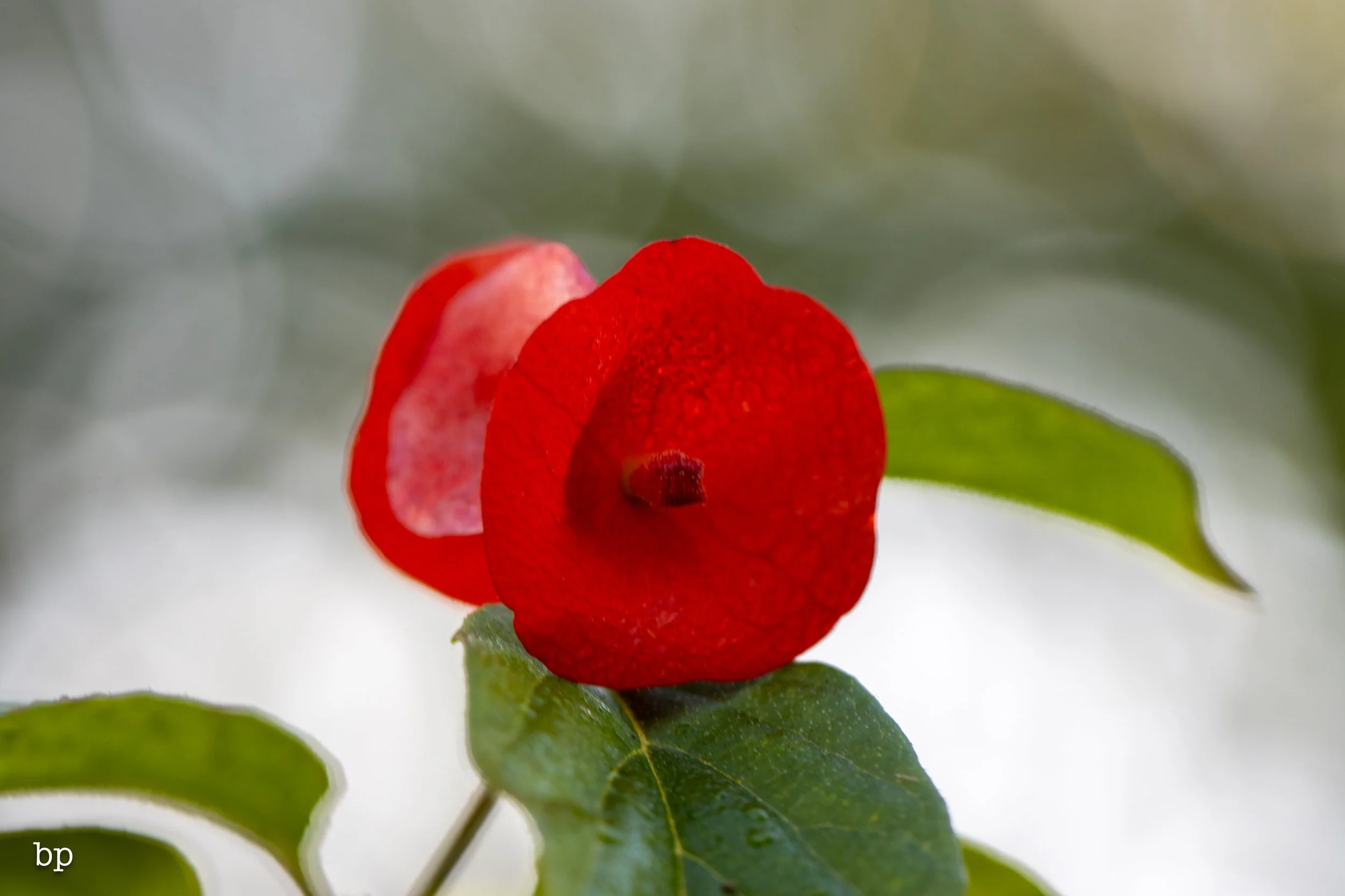 set_112525_033 (1 of 1).jpg