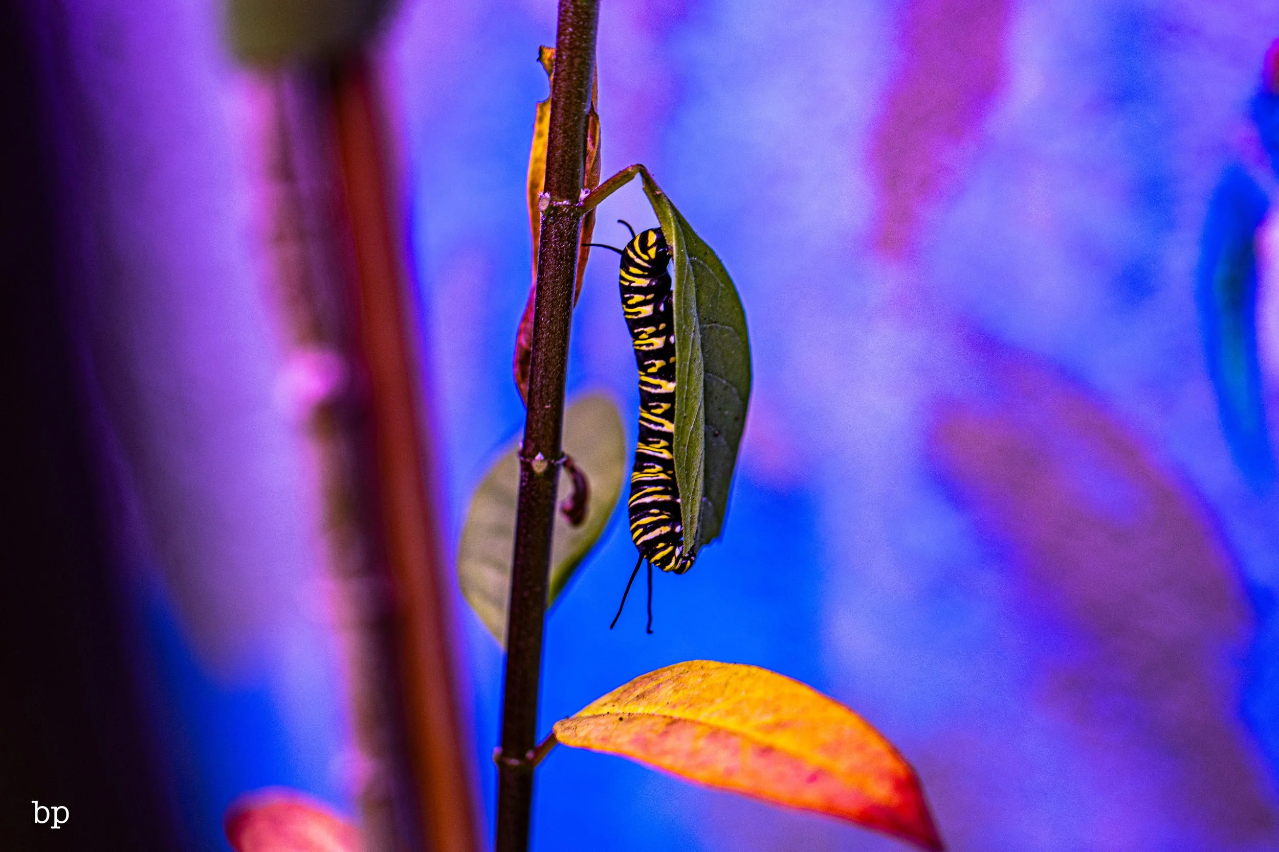 set_120727_butter_06 (1 of 1).jpg