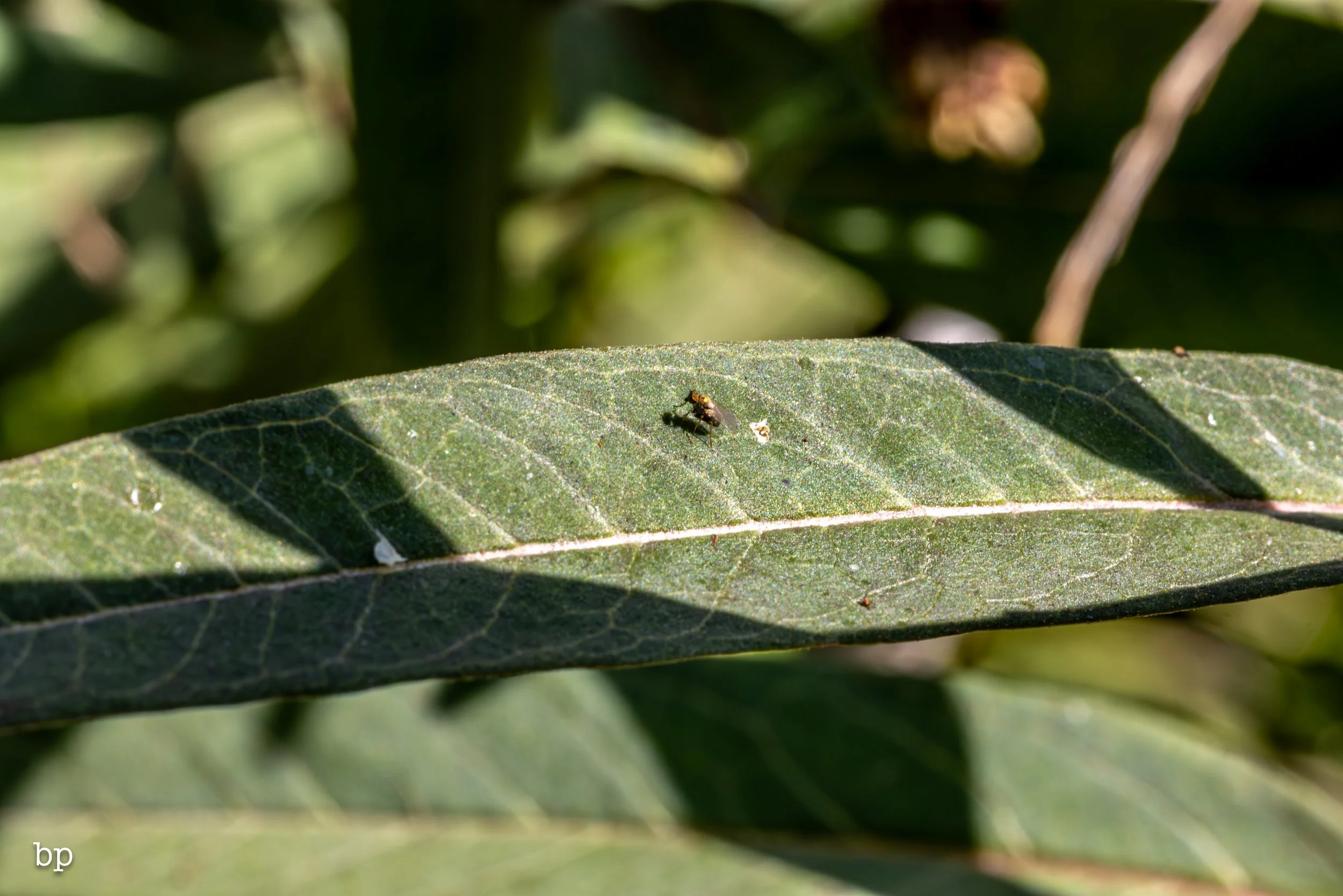 lizard_46 (1 of 1).jpg