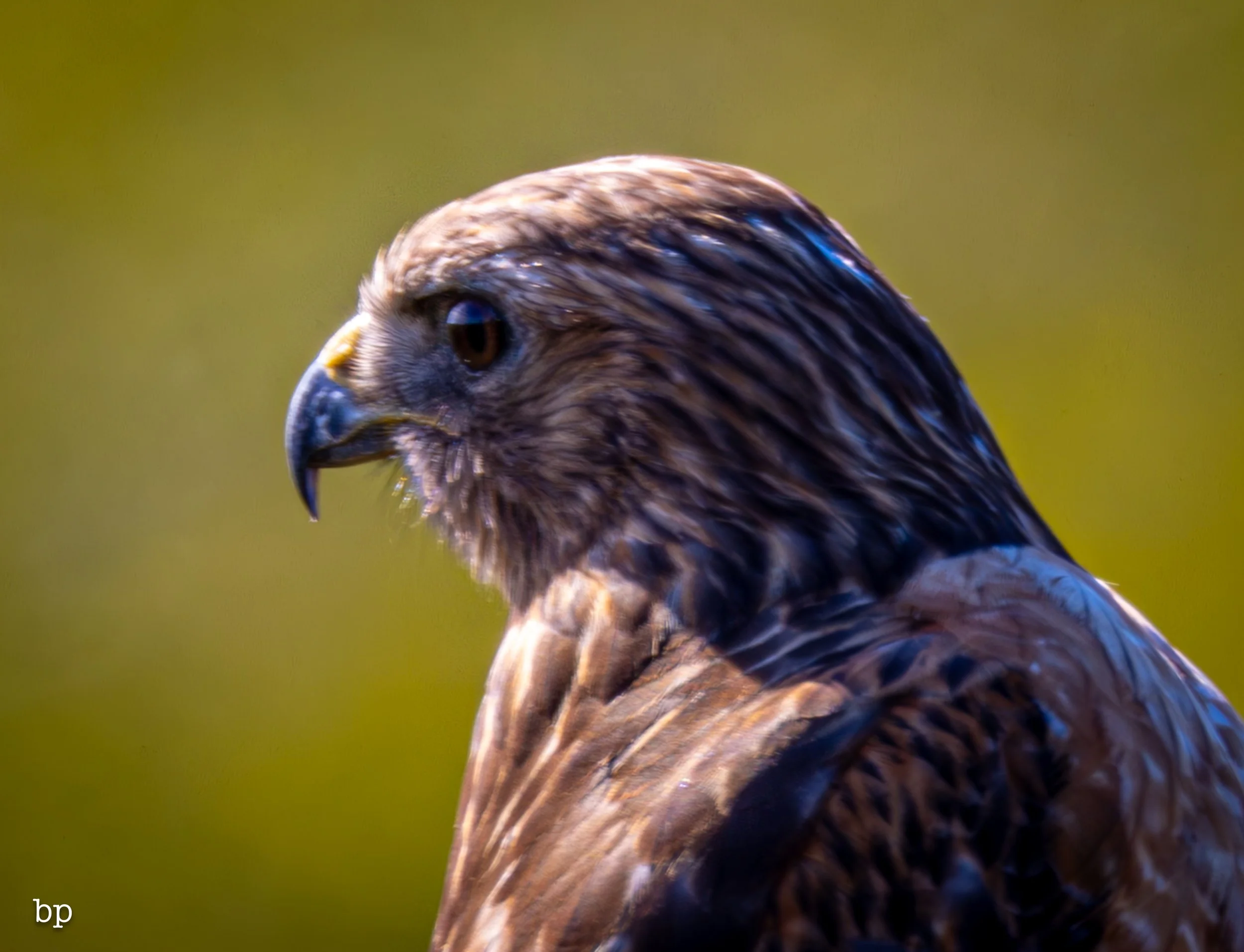 jungle_02_51 (1 of 1).jpg