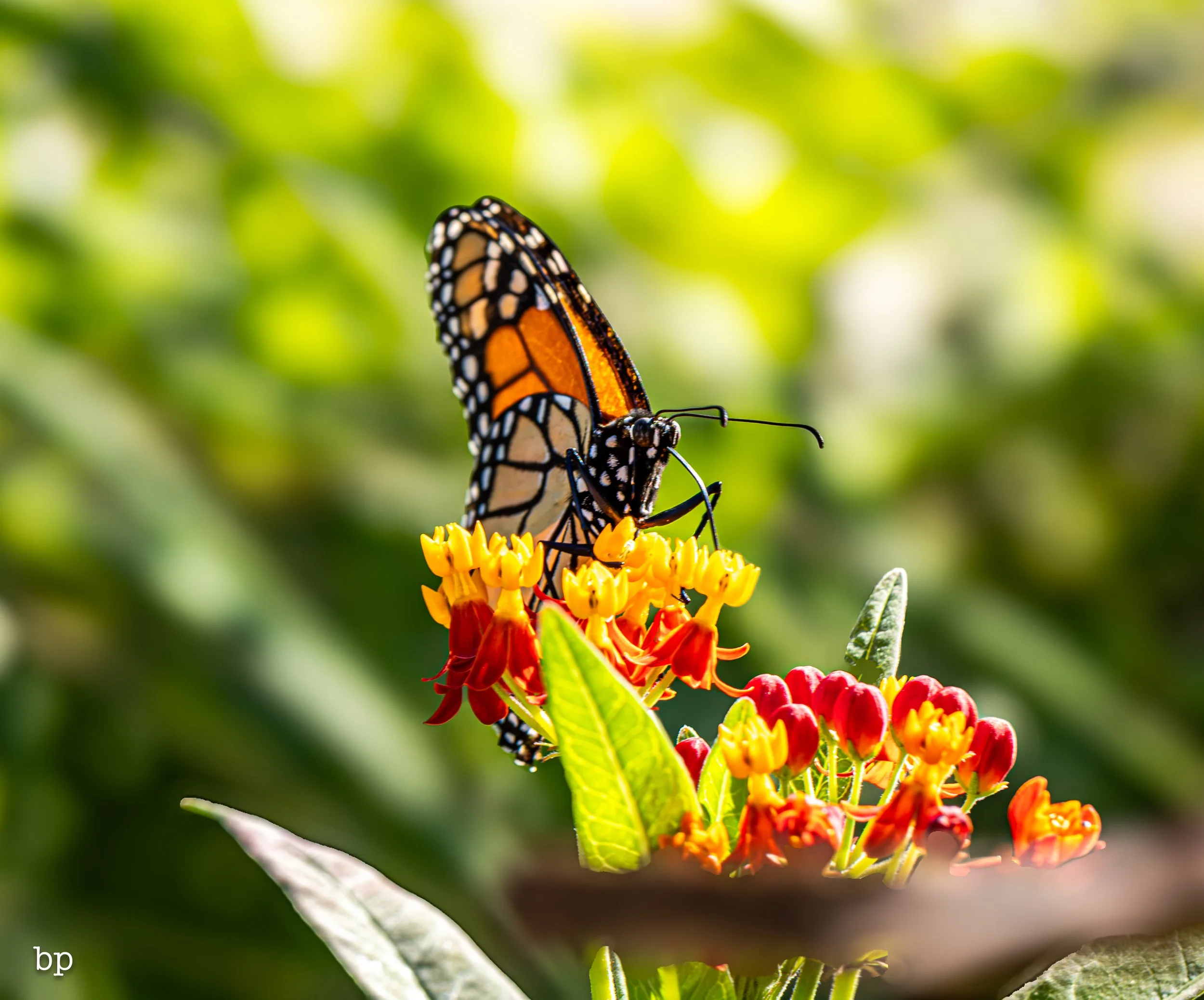 butter_02 (1 of 1).jpg