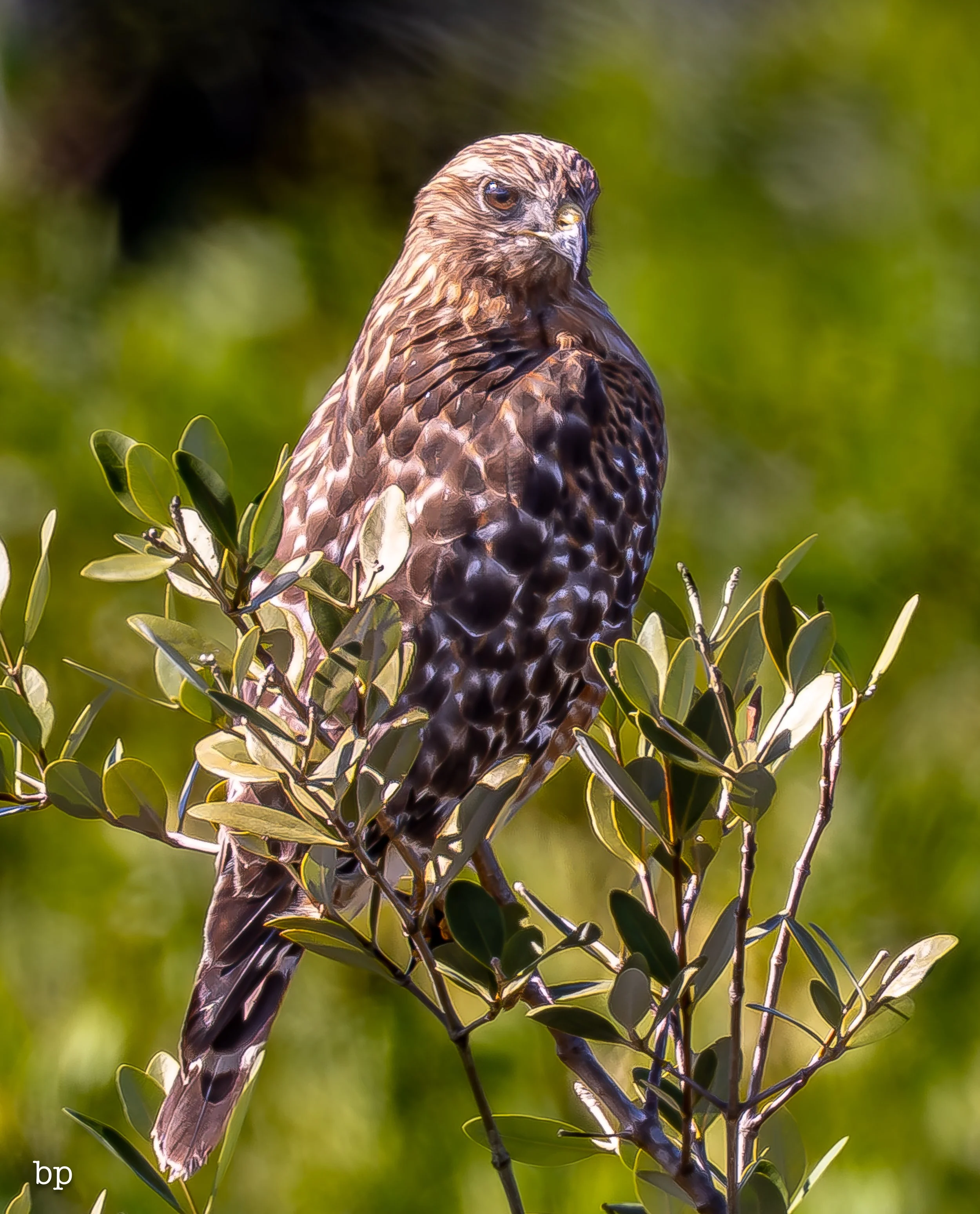 jungle_02_43 (1 of 1).jpg