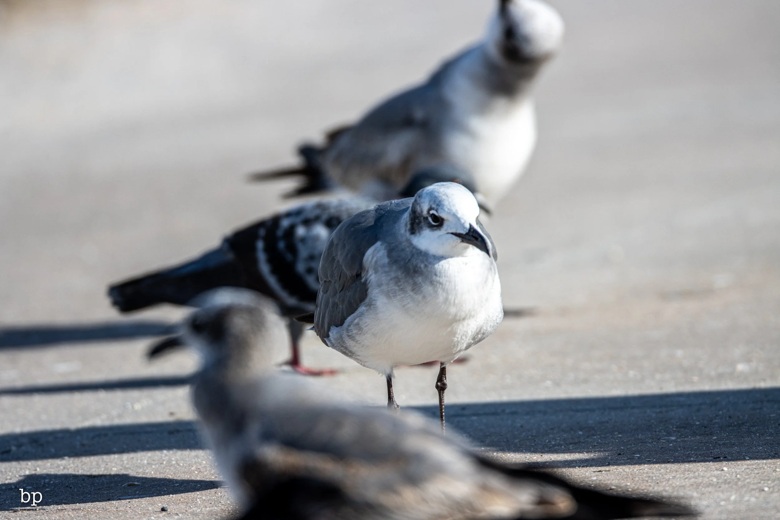 set_120525_raw_24_gull (1 of 1).jpg