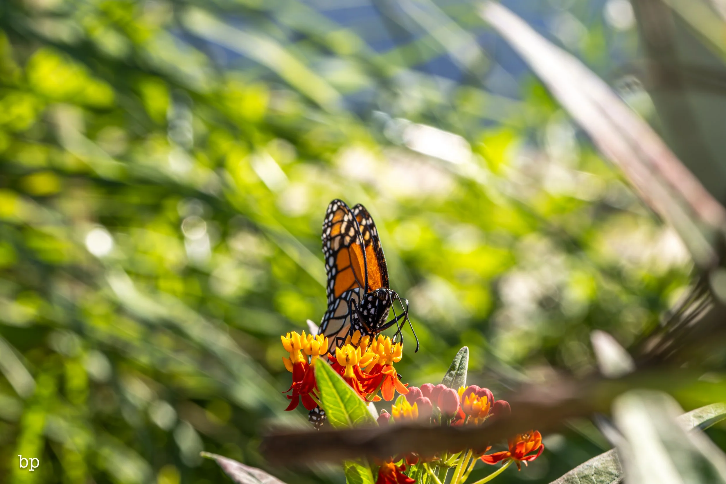 butter_04 (1 of 1).jpg