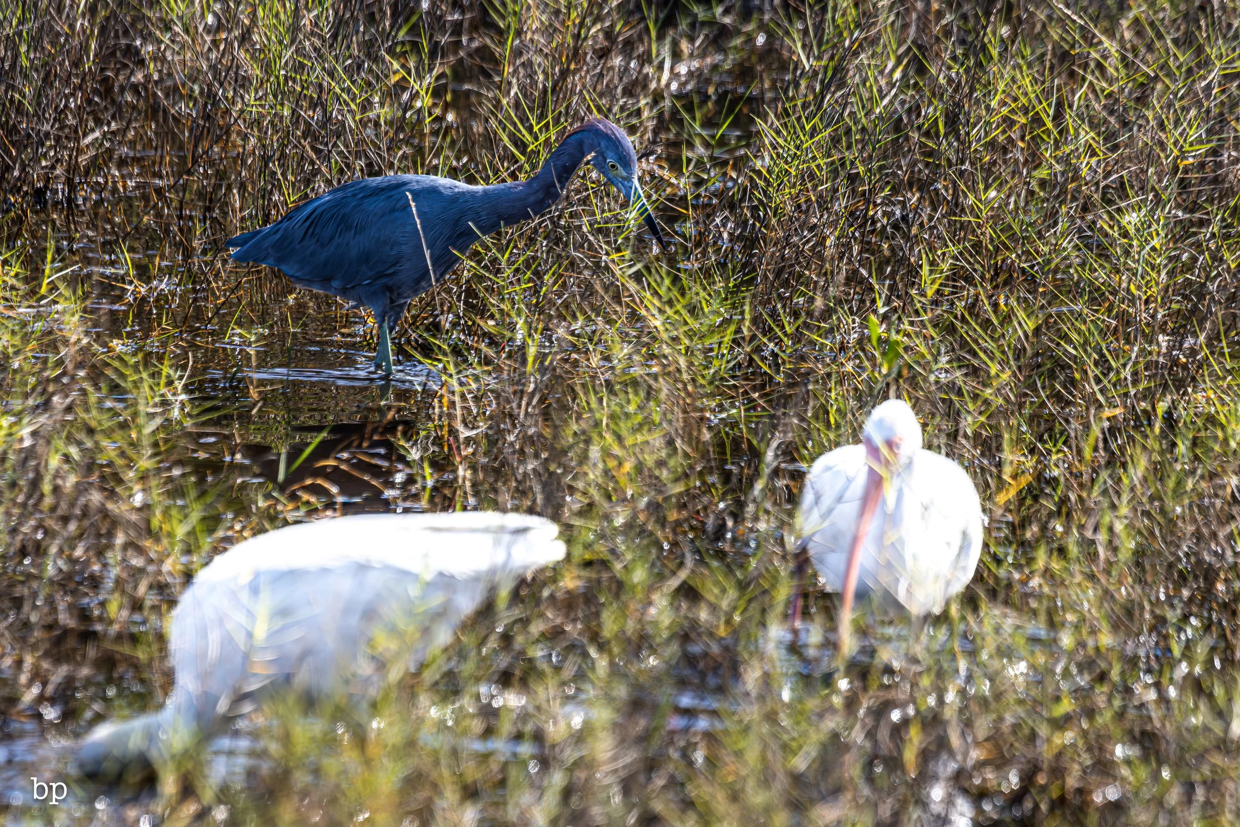 jungle_02_61 (1 of 1).jpg