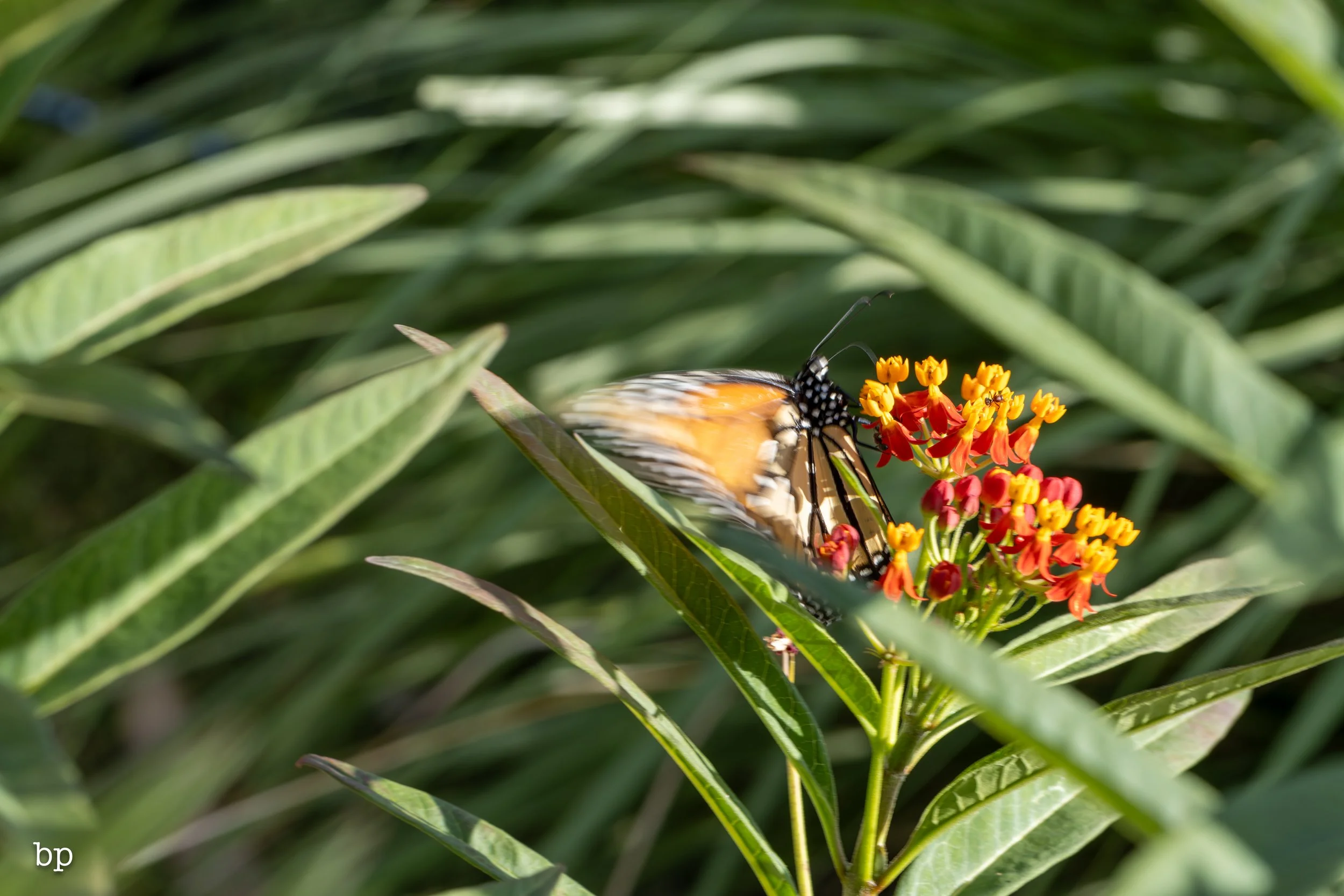 butter_24 (1 of 1).jpg