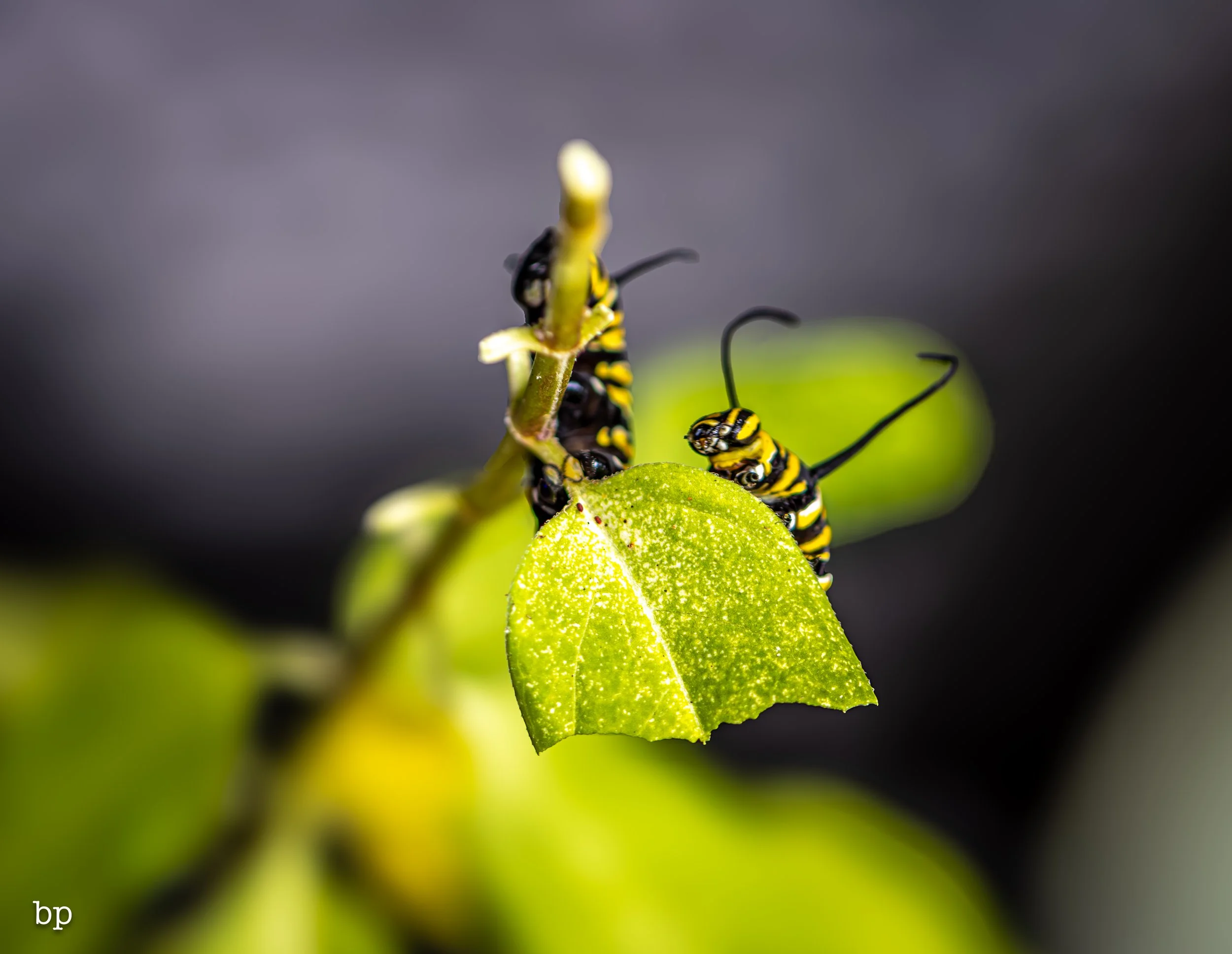 10_28_butter_137 (1 of 1).jpg