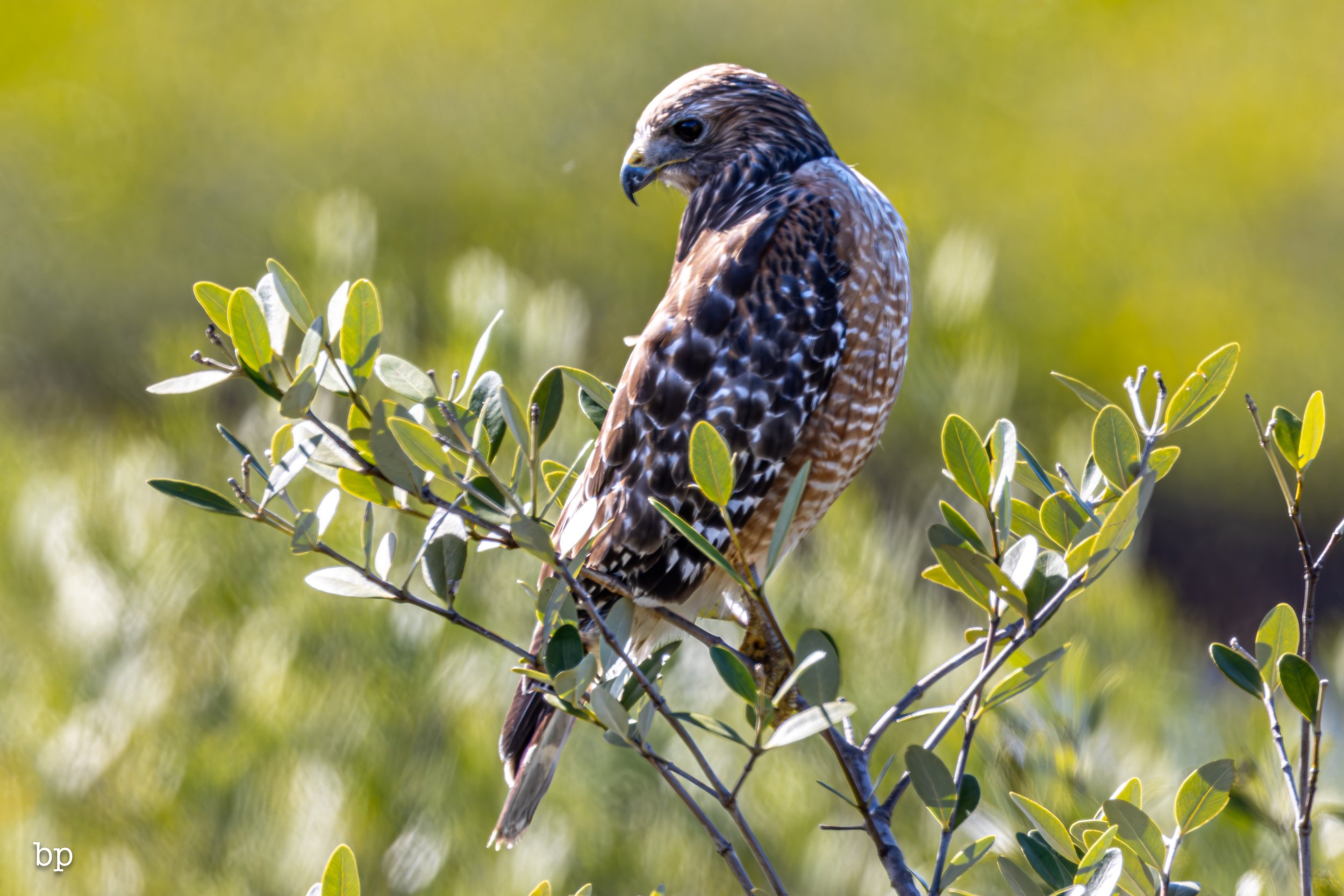 jungle_02_18 (1 of 1).jpg