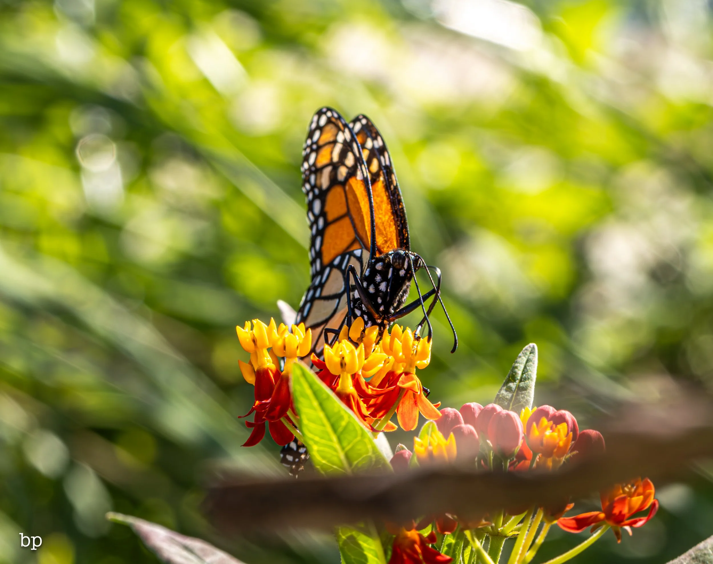 butter_05 (1 of 1).jpg