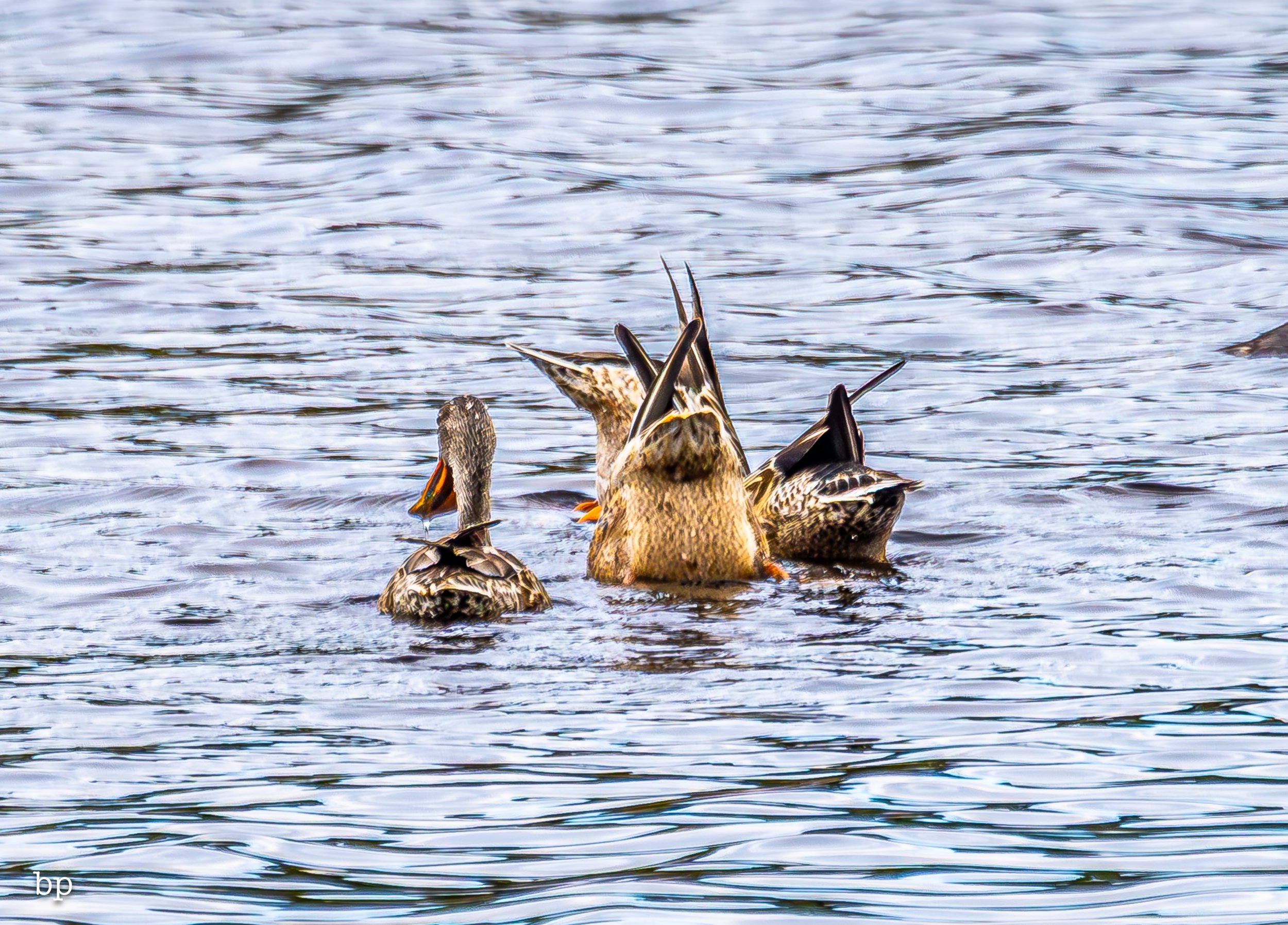 set_1209_cshore_113 (1 of 1).jpg