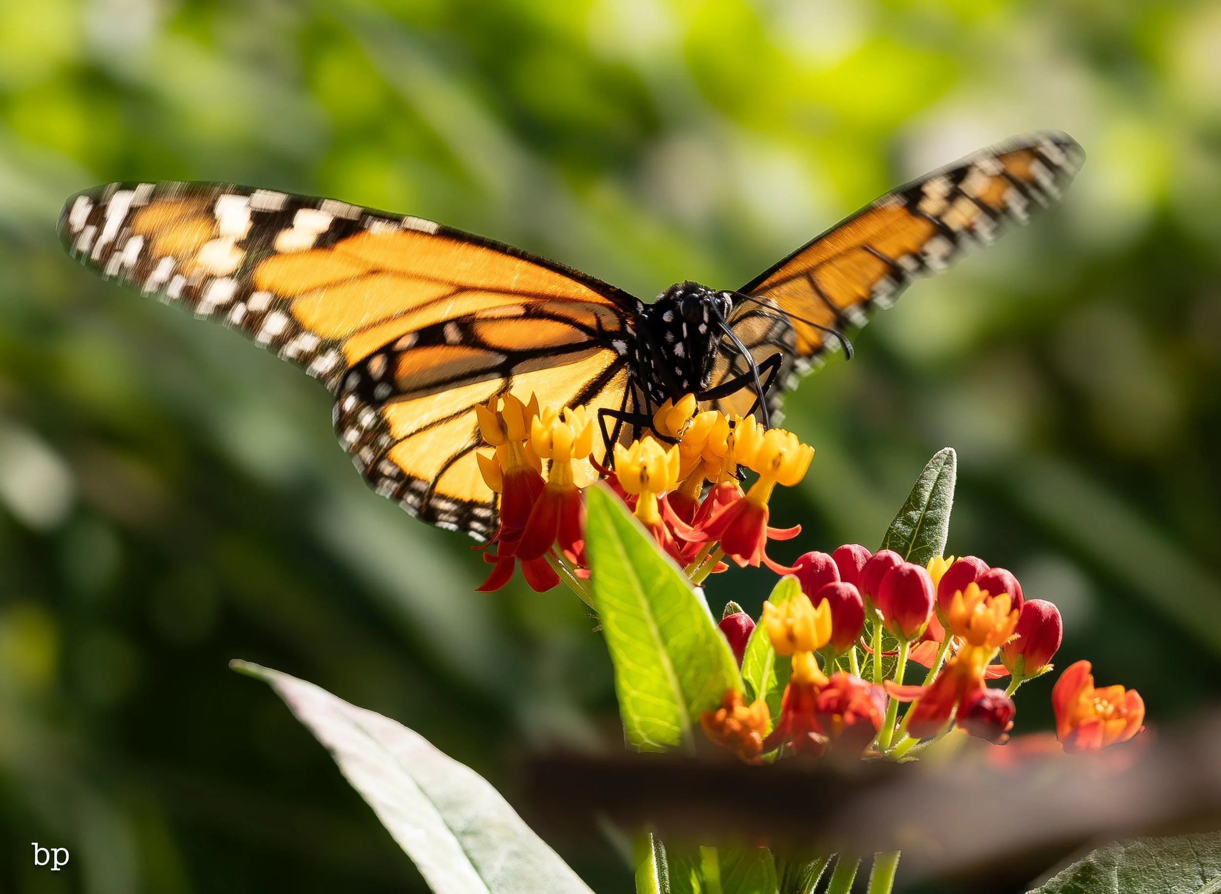 butter_08 (1 of 1).jpg