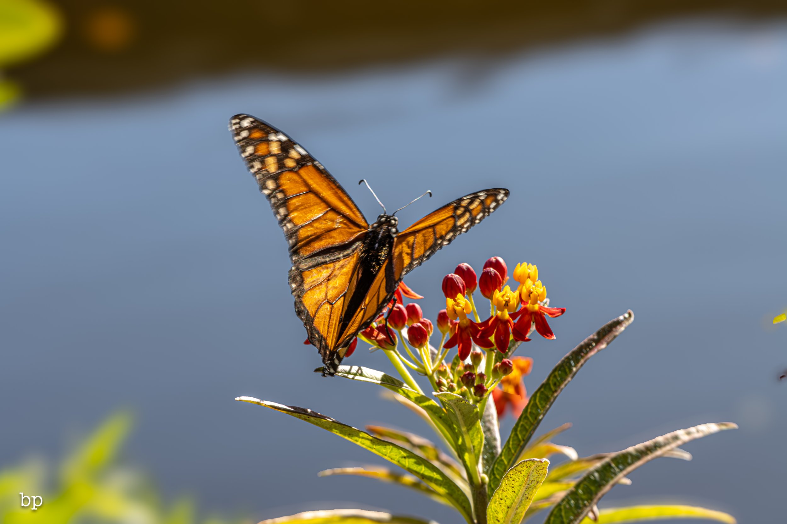 butterr_44 (1 of 1).jpg