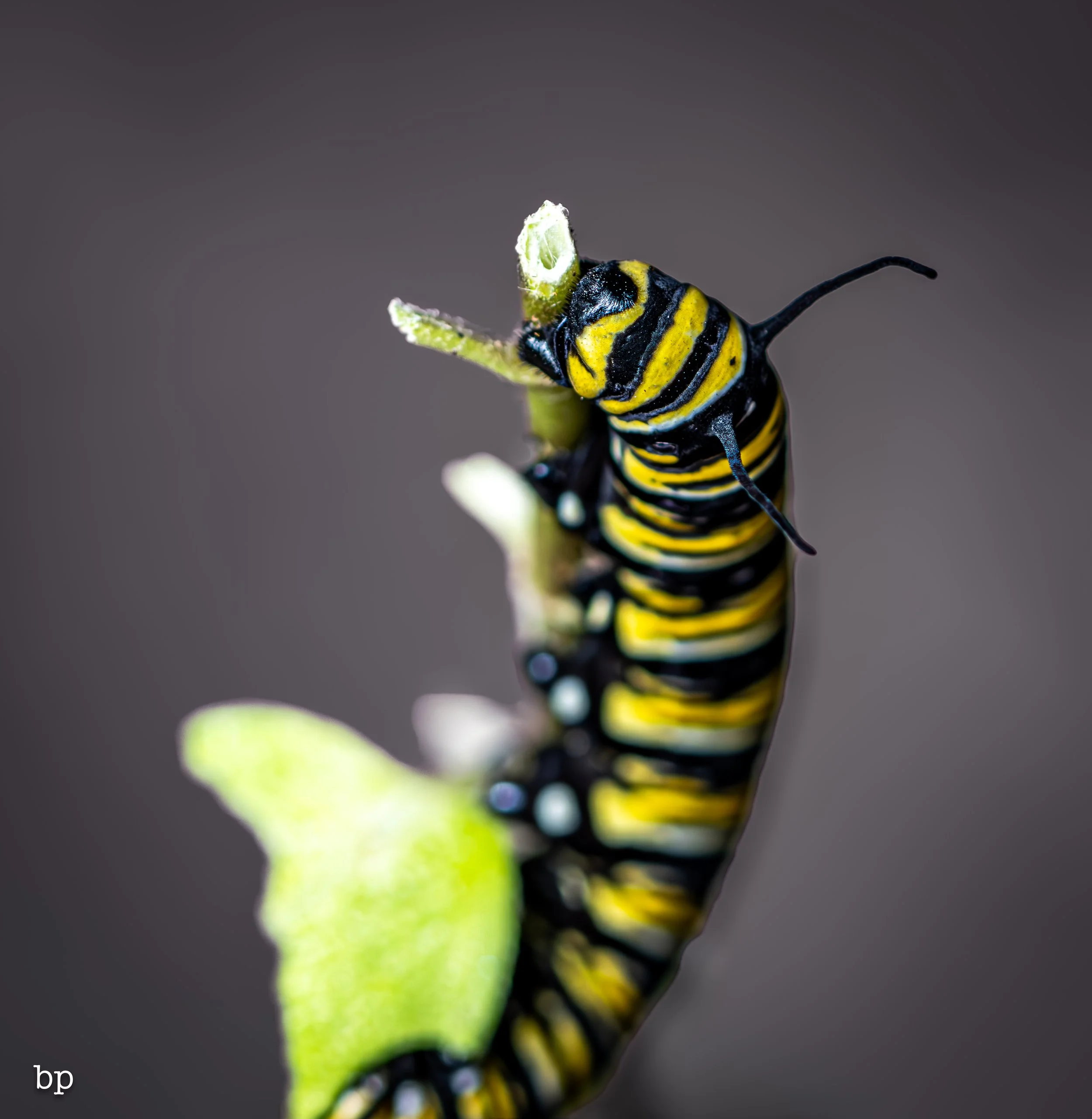 10_28_butter_147 (1 of 1).jpg