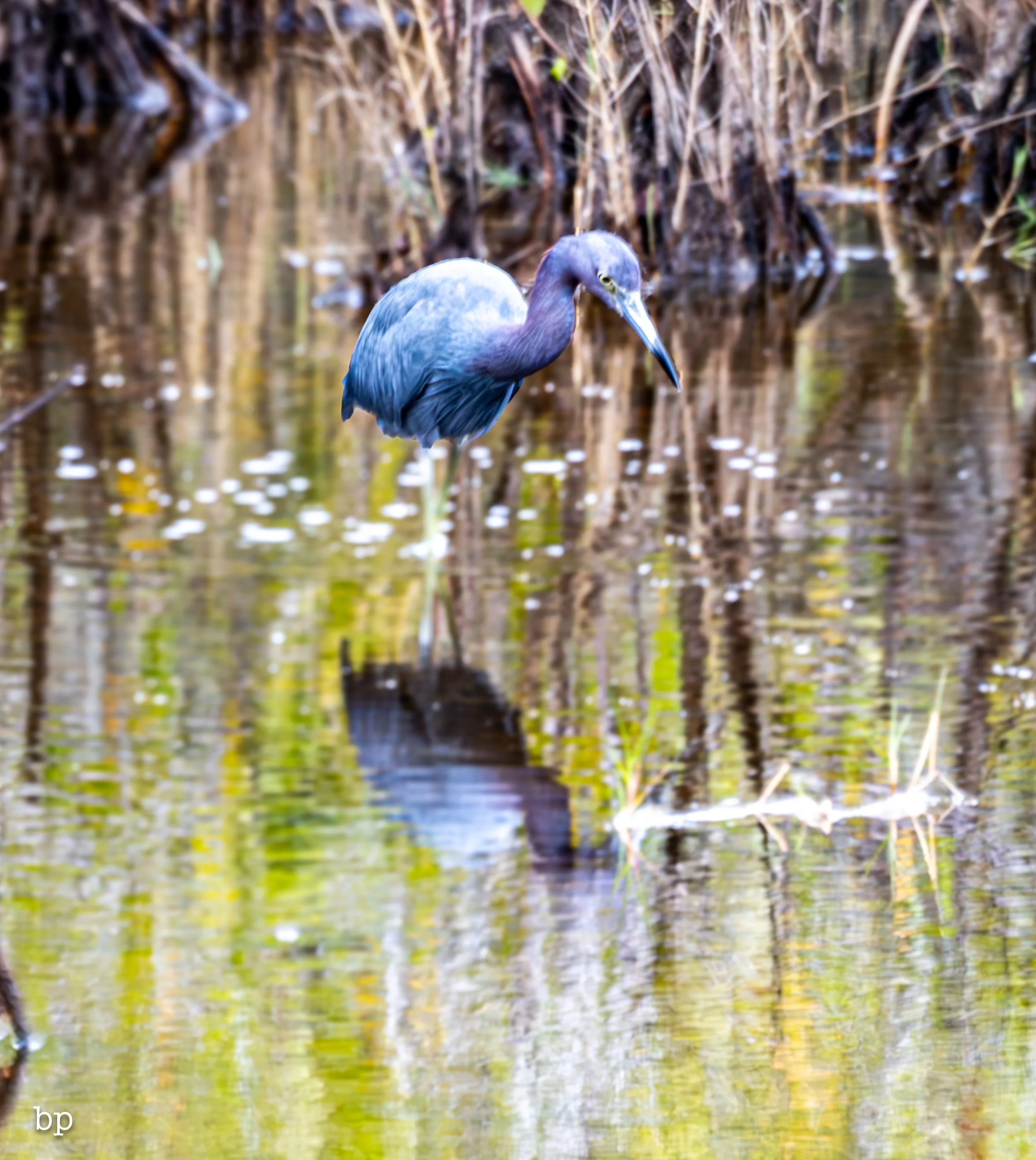 set_1209_cshore_98 (1 of 1).jpg