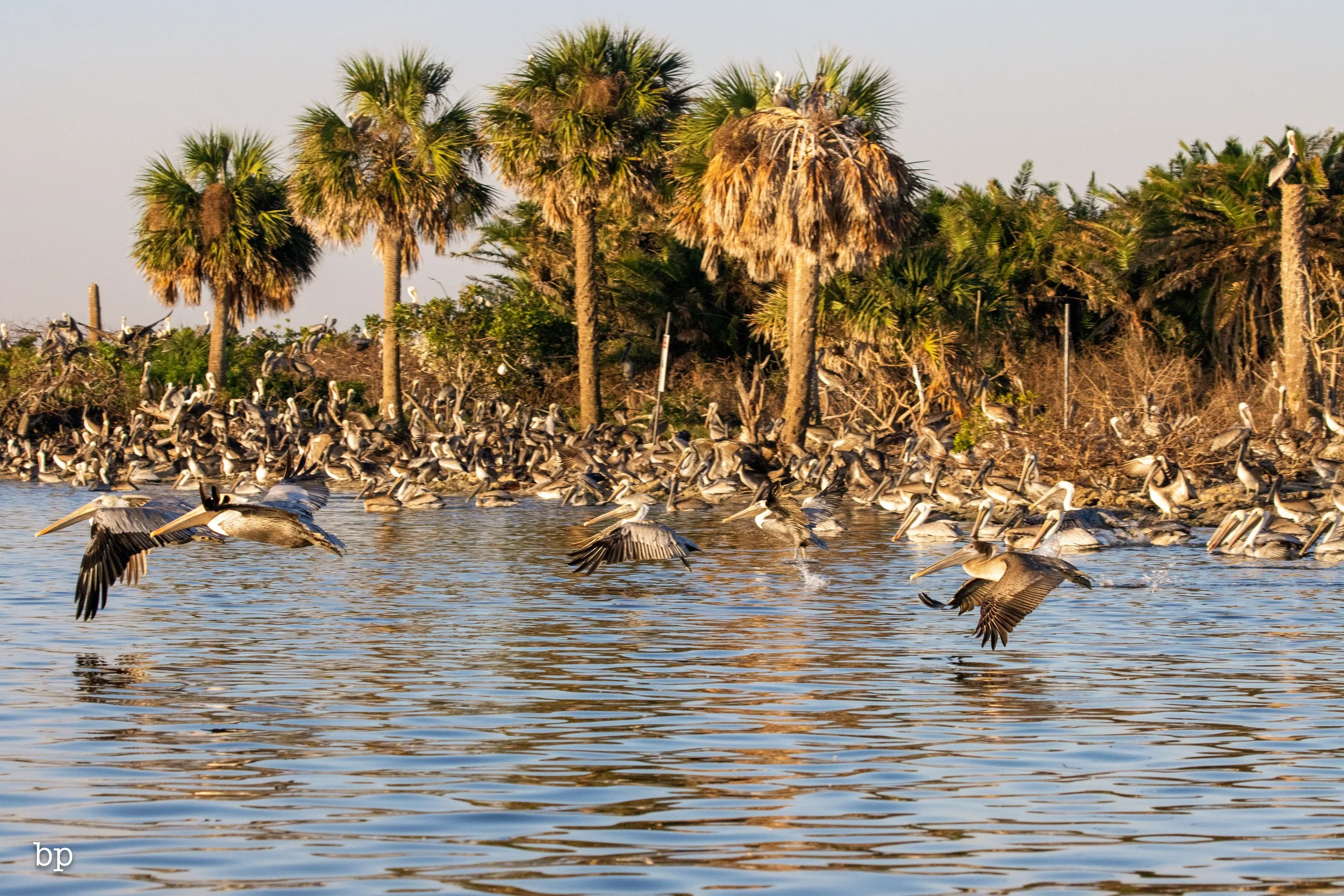 set_111825_peliportrait_20 (1 of 1).jpg