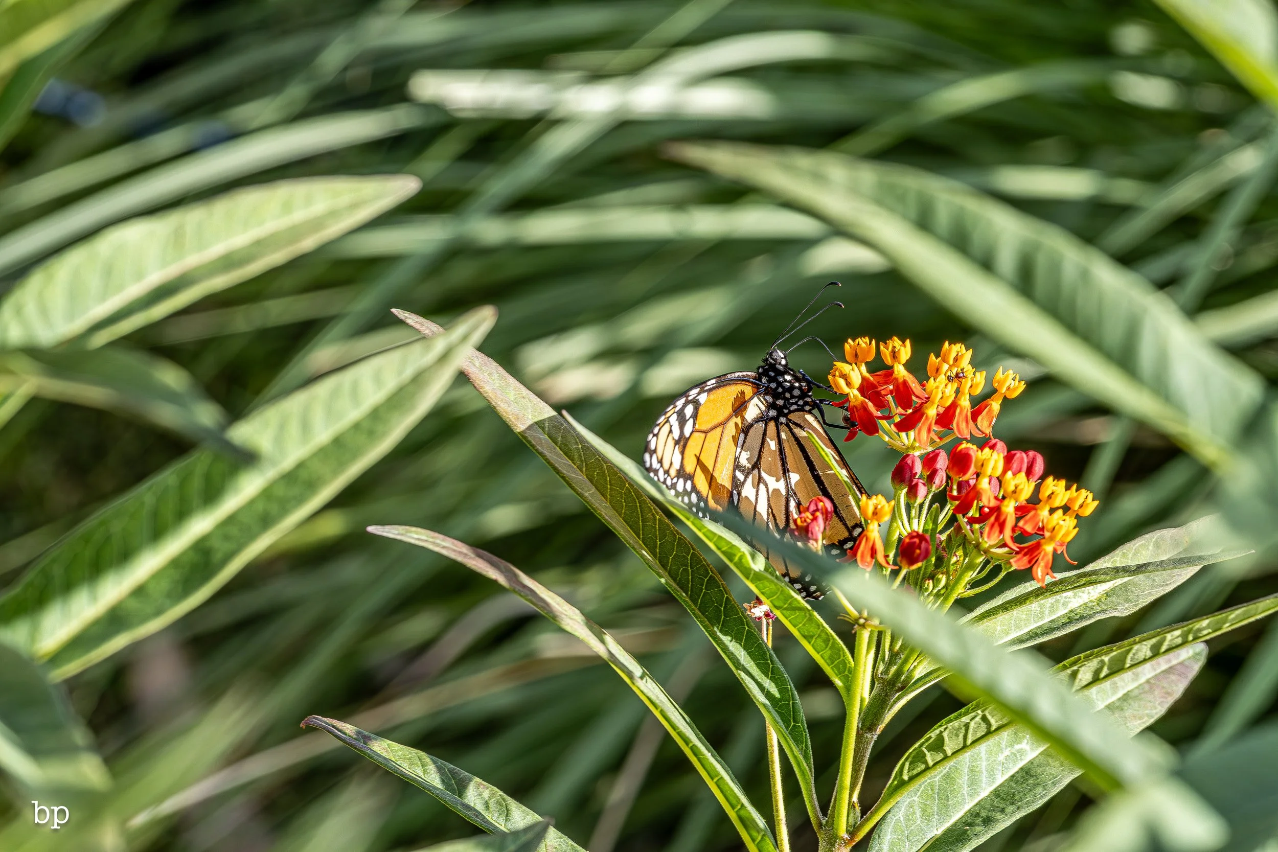 butter_21 (1 of 1).jpg