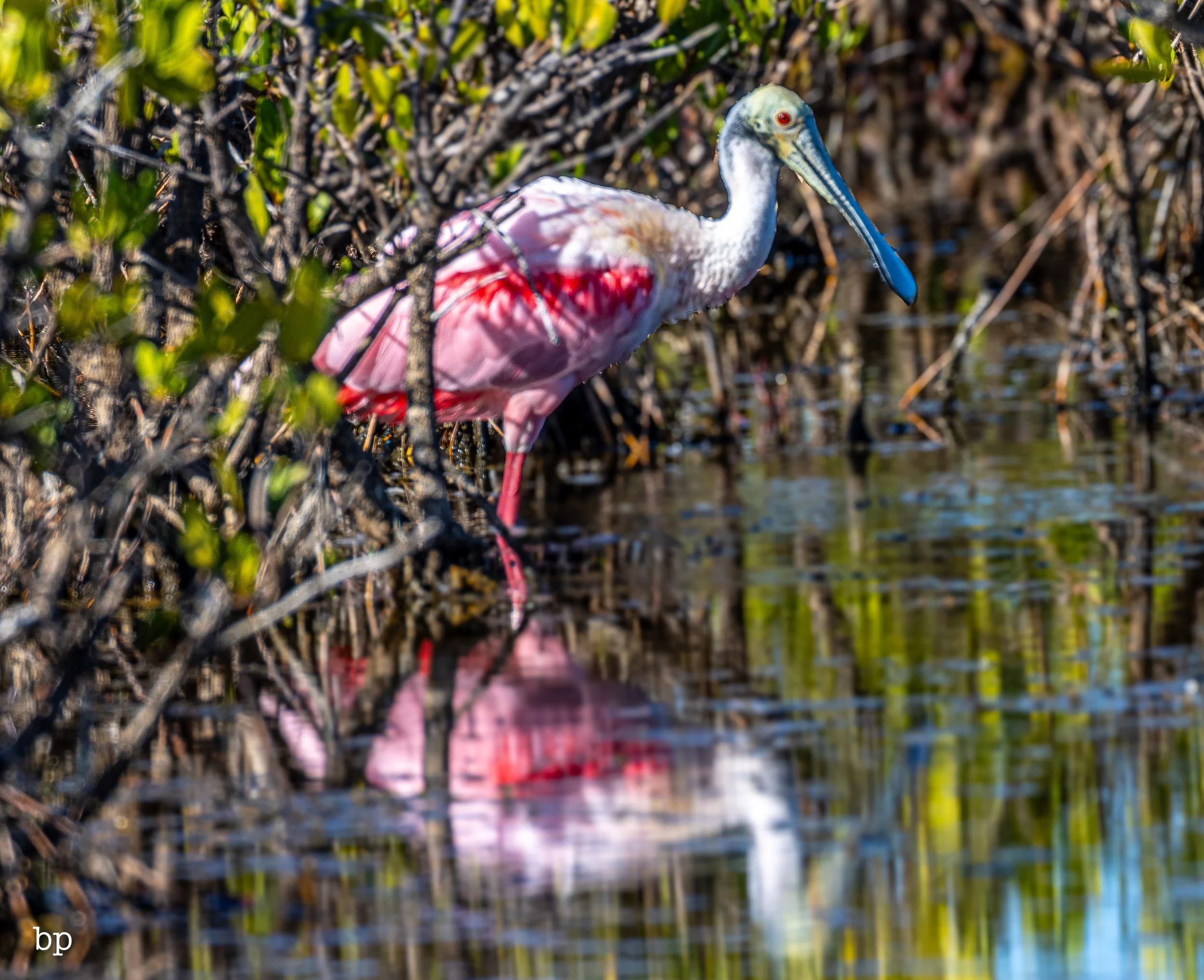 jungle_02_27 (1 of 1).jpg