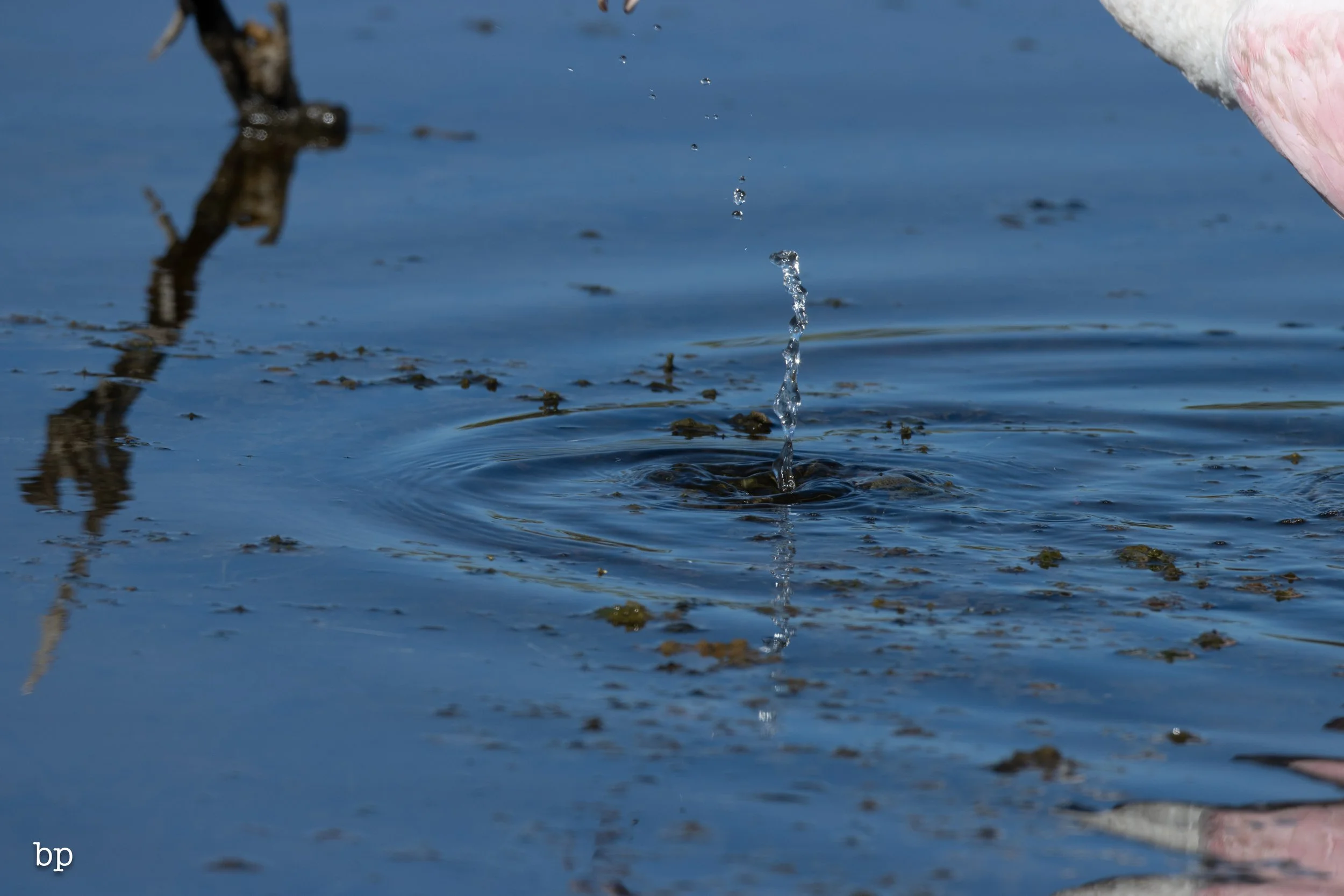 jungle_02_31 (1 of 1).jpg