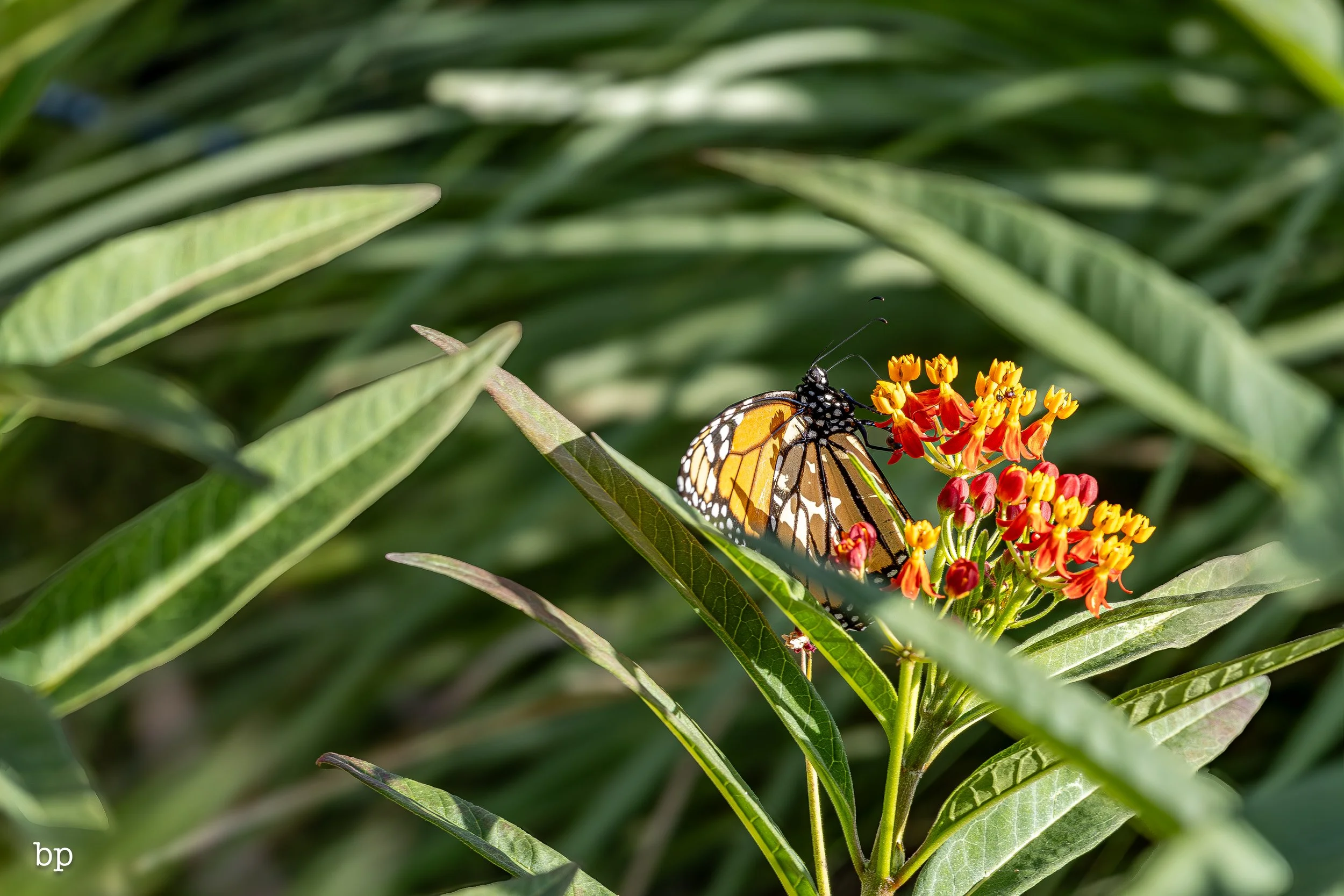 butter_22 (1 of 1).jpg