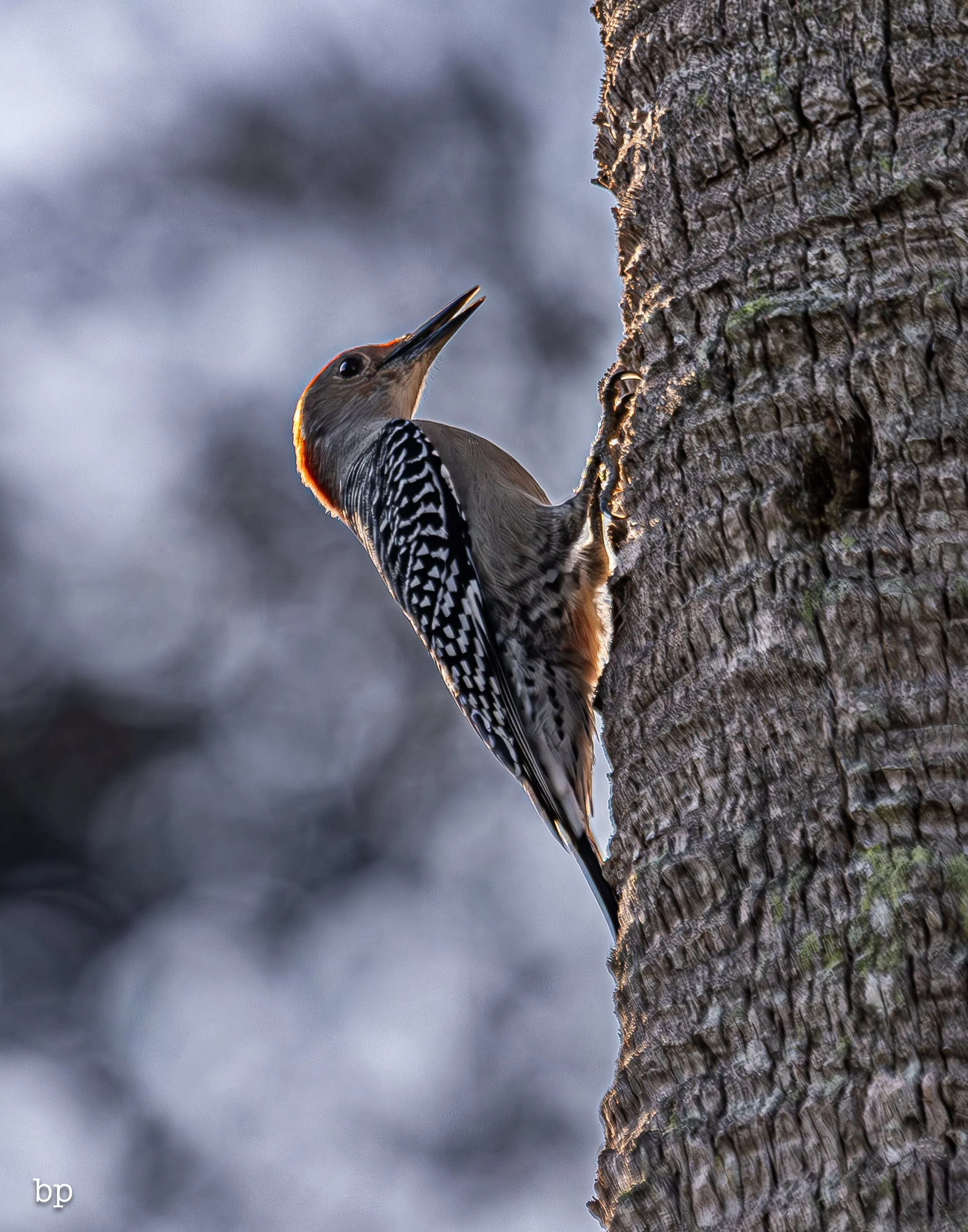 set_120525_raw_17_pecker (1 of 1).jpg