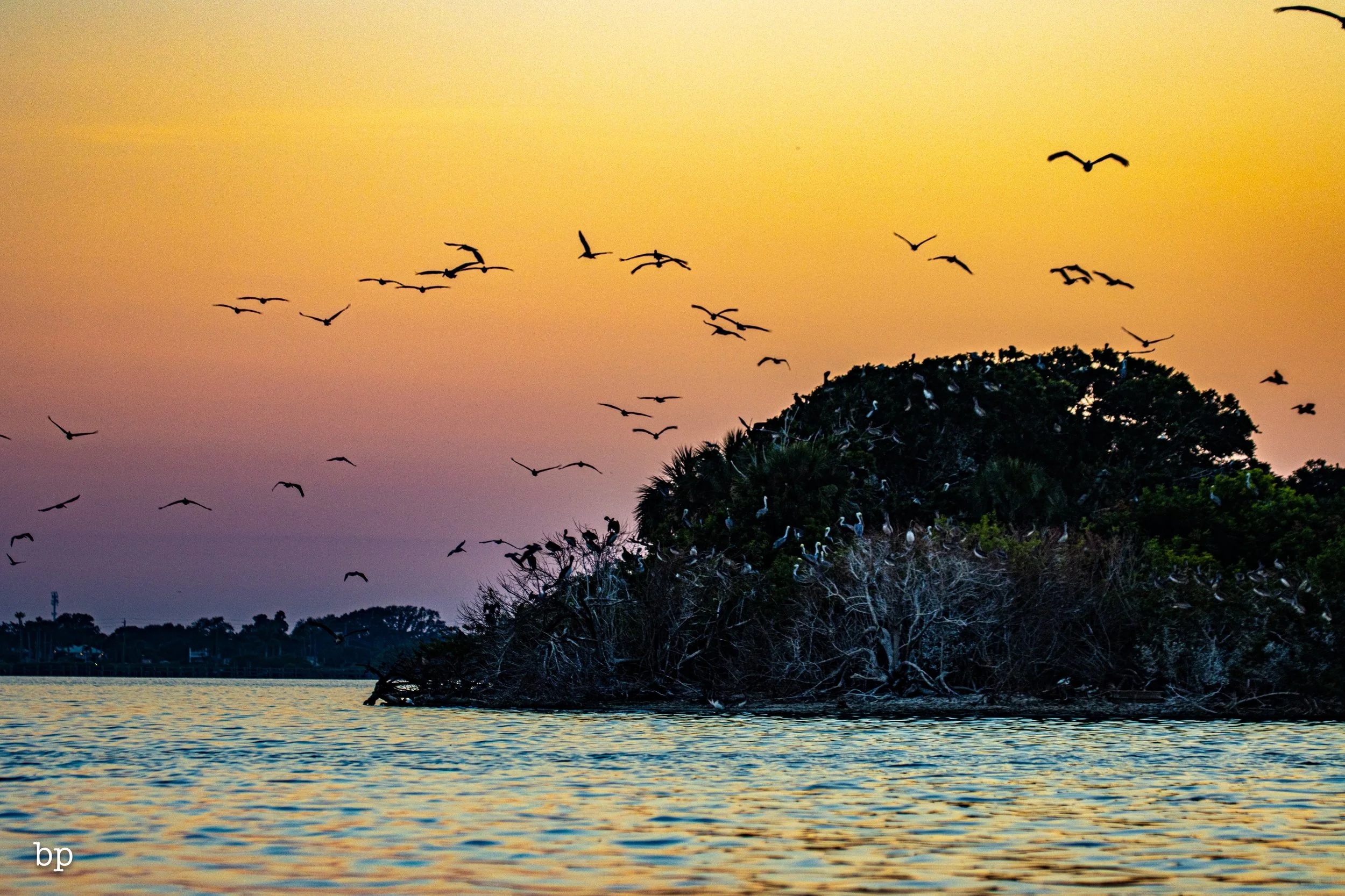 set_111825_peliportrait_31 (1 of 1).jpg