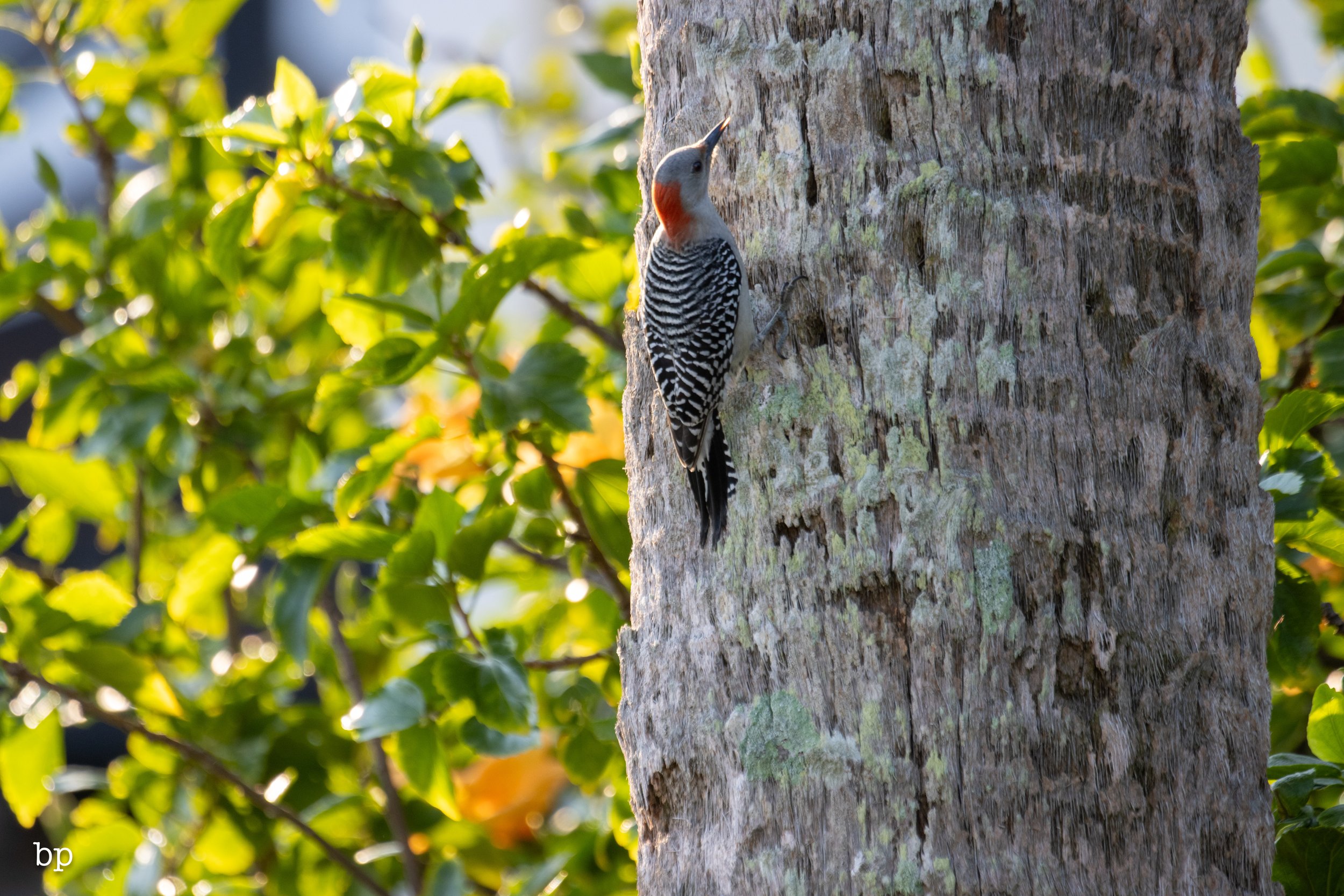 set_120525_raw_10_pecker (1 of 1).jpg