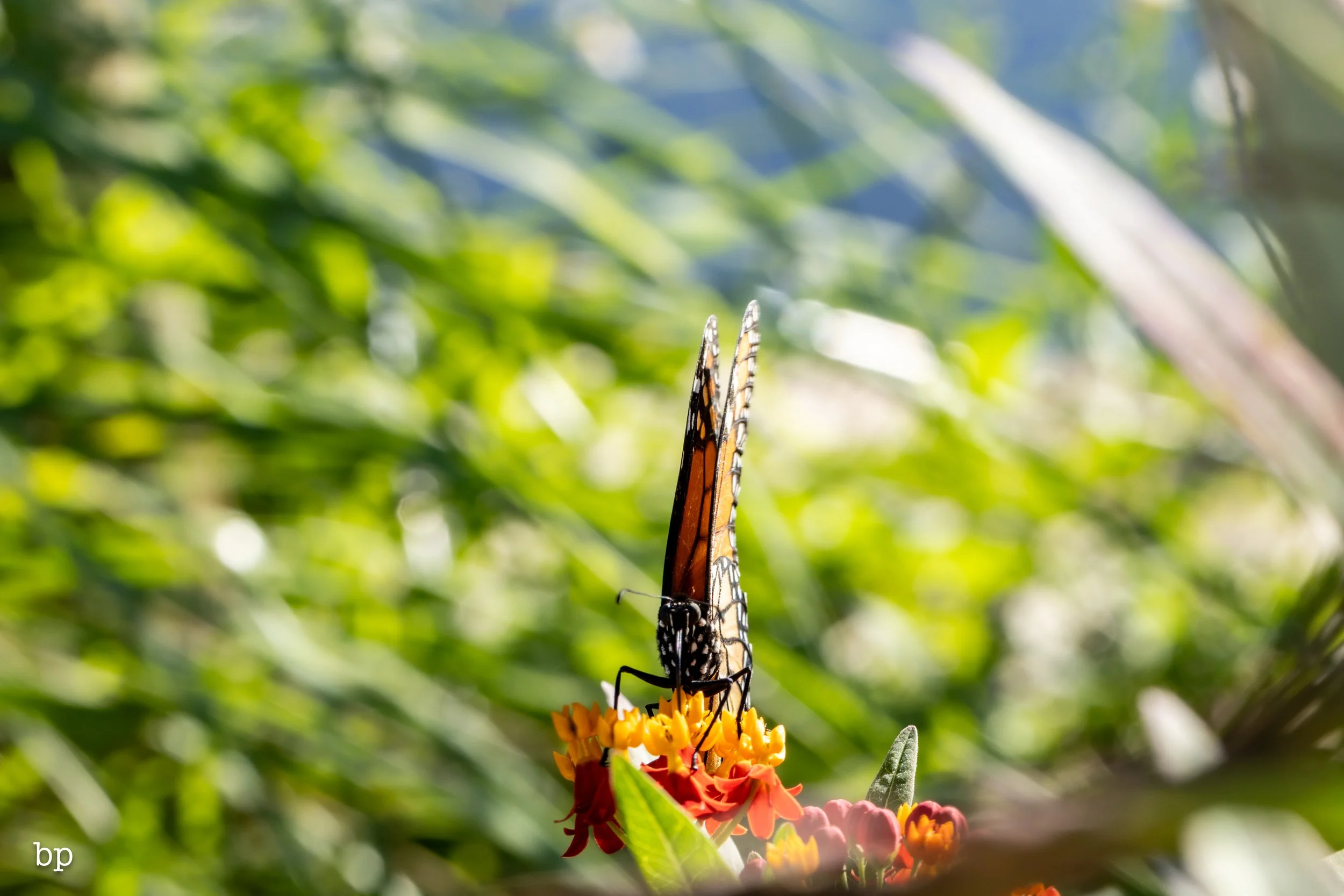 butter_03 (1 of 1).jpg