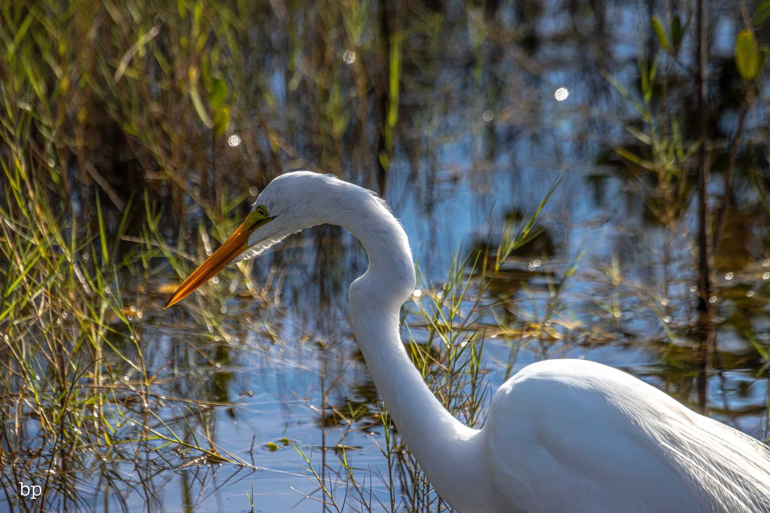 jungle_02_64 (1 of 1).jpg