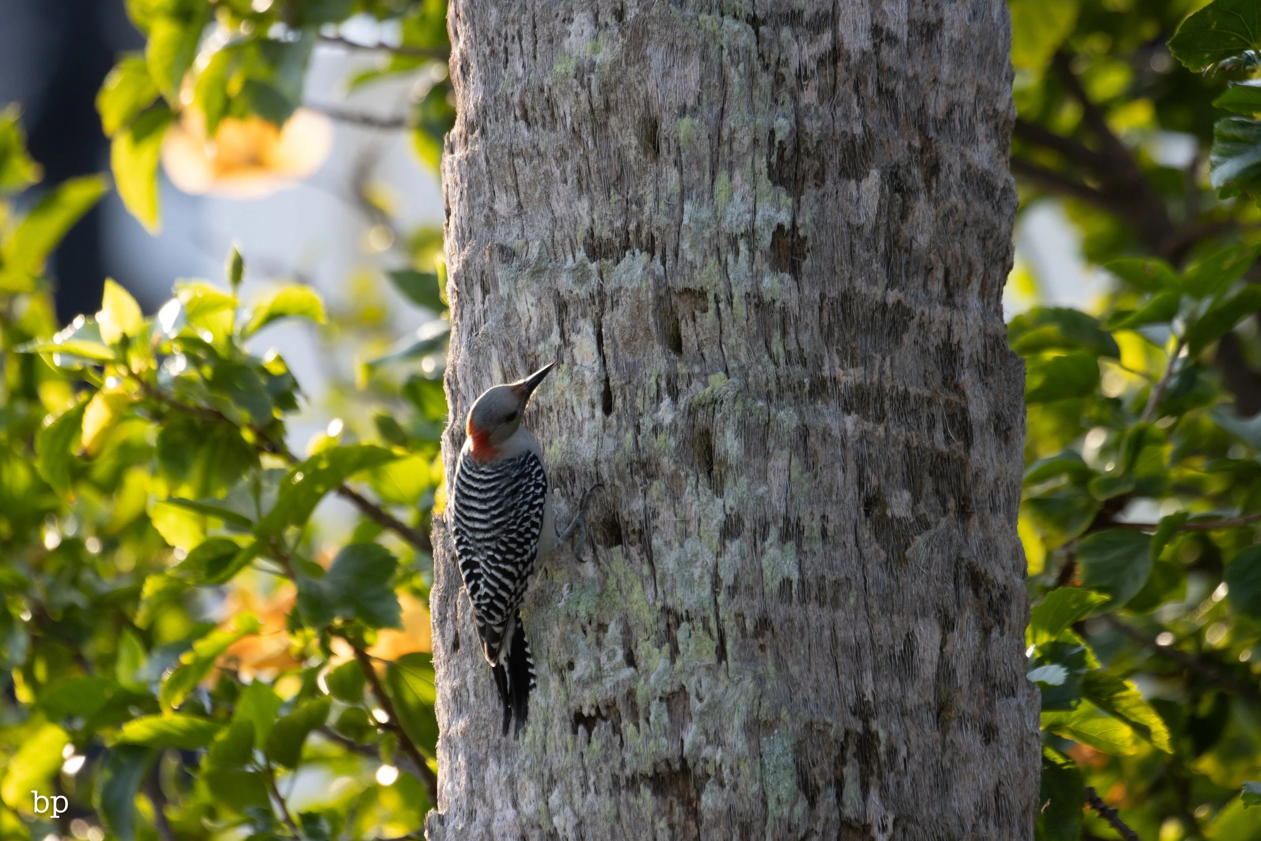 set_120525_raw_20_pecker (1 of 1).jpg