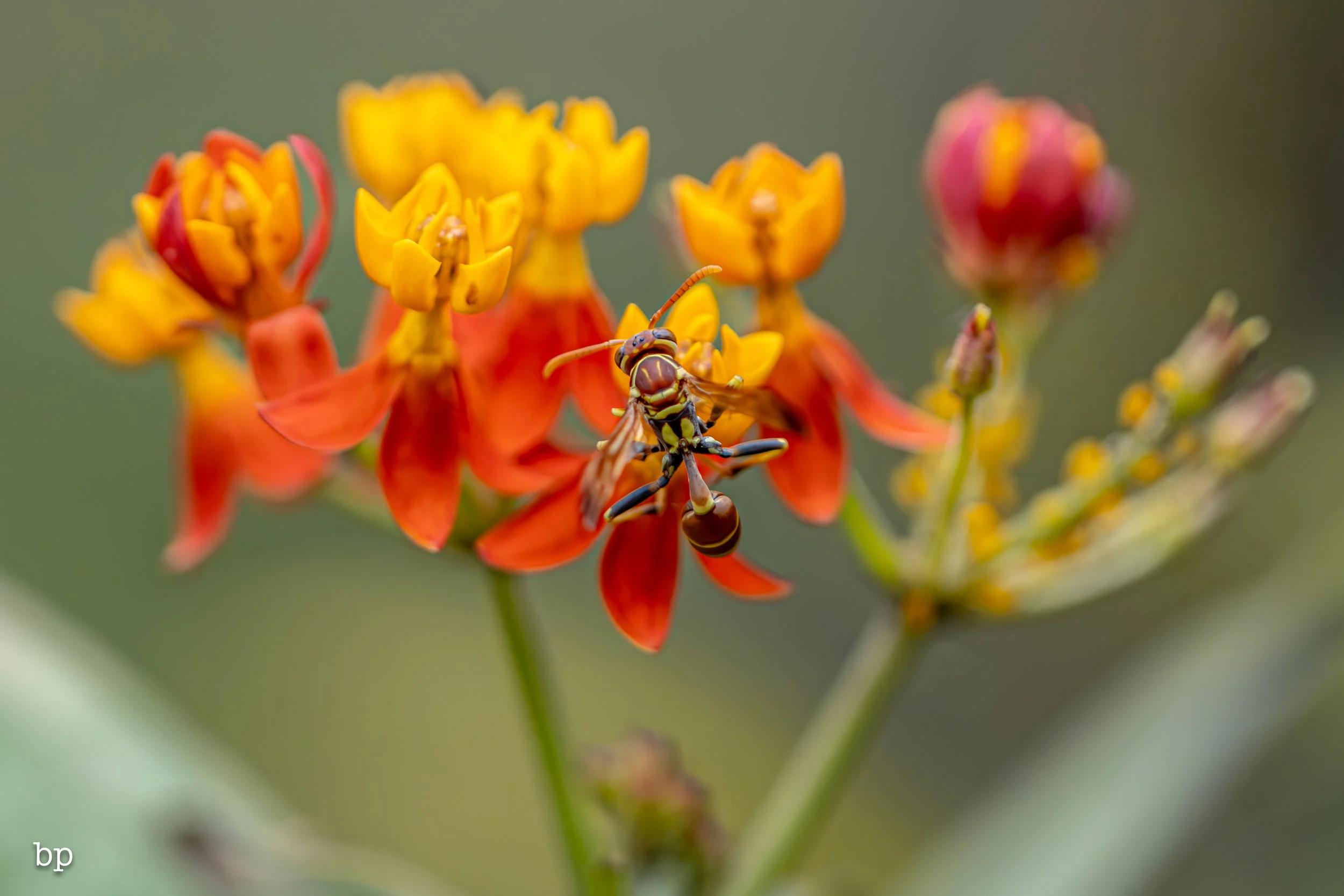 set_120727_butter_04 (1 of 1).jpg