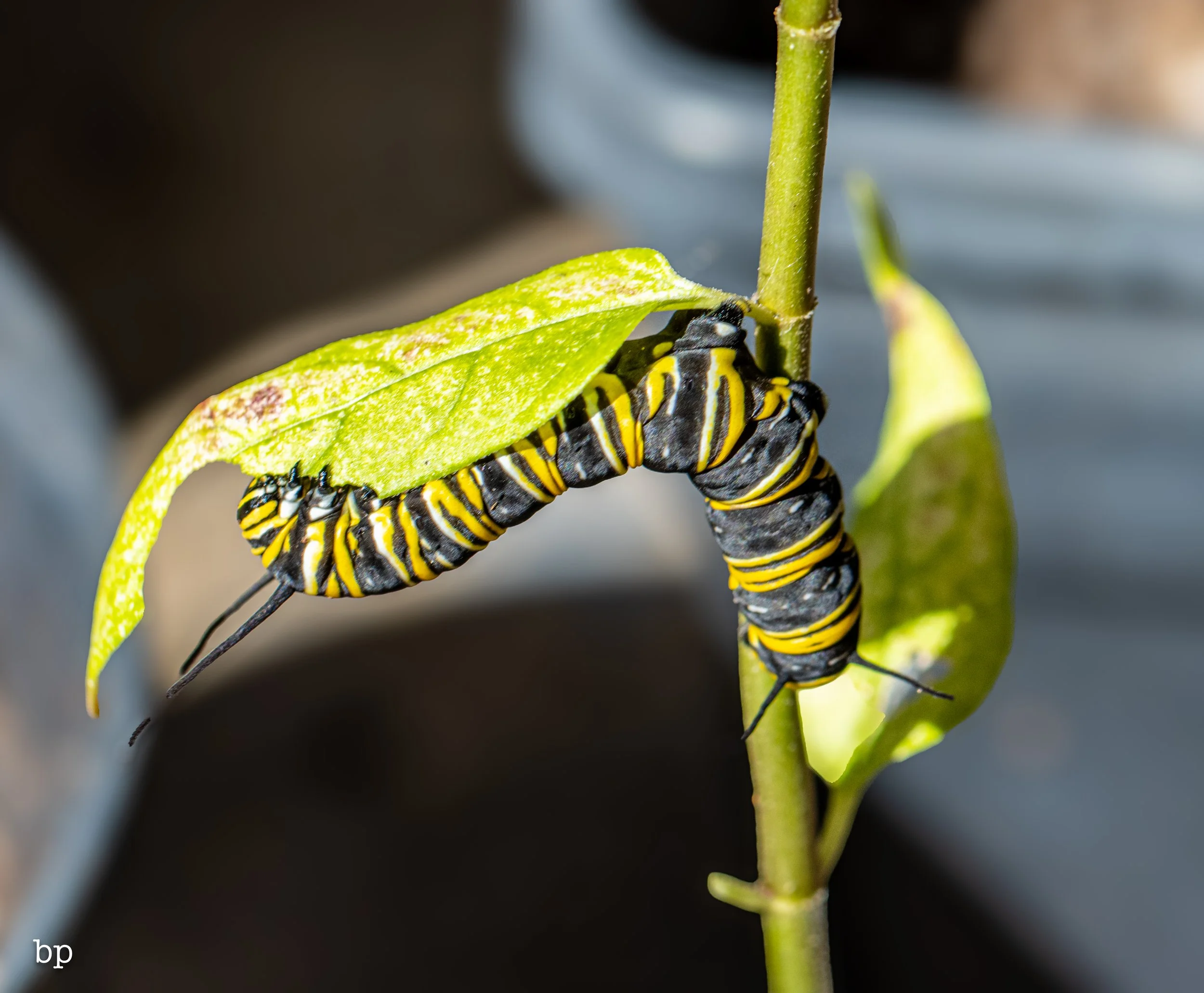 10_28_butter_156 (1 of 1).jpg