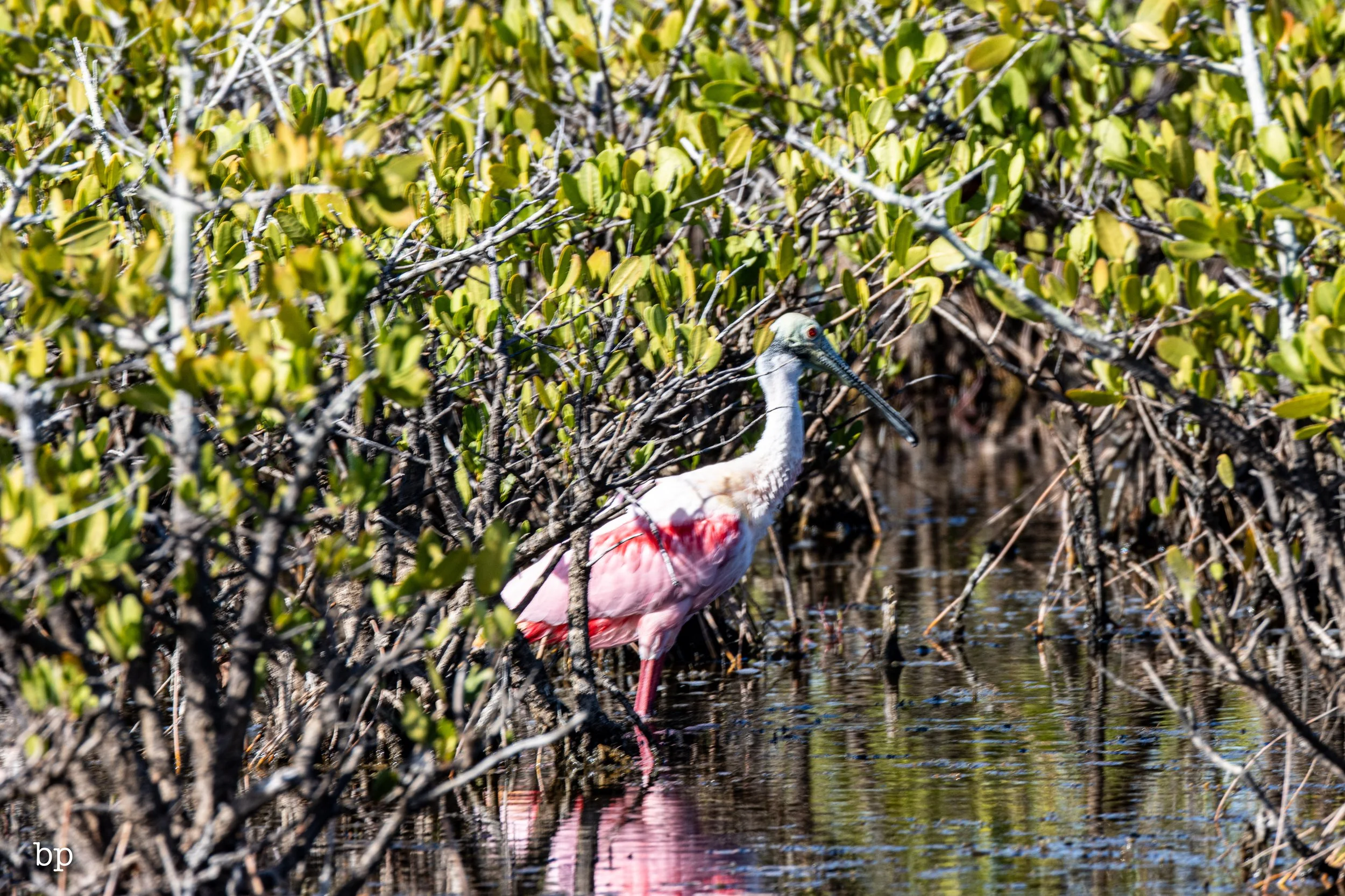 jungle_02_26 (1 of 1).jpg