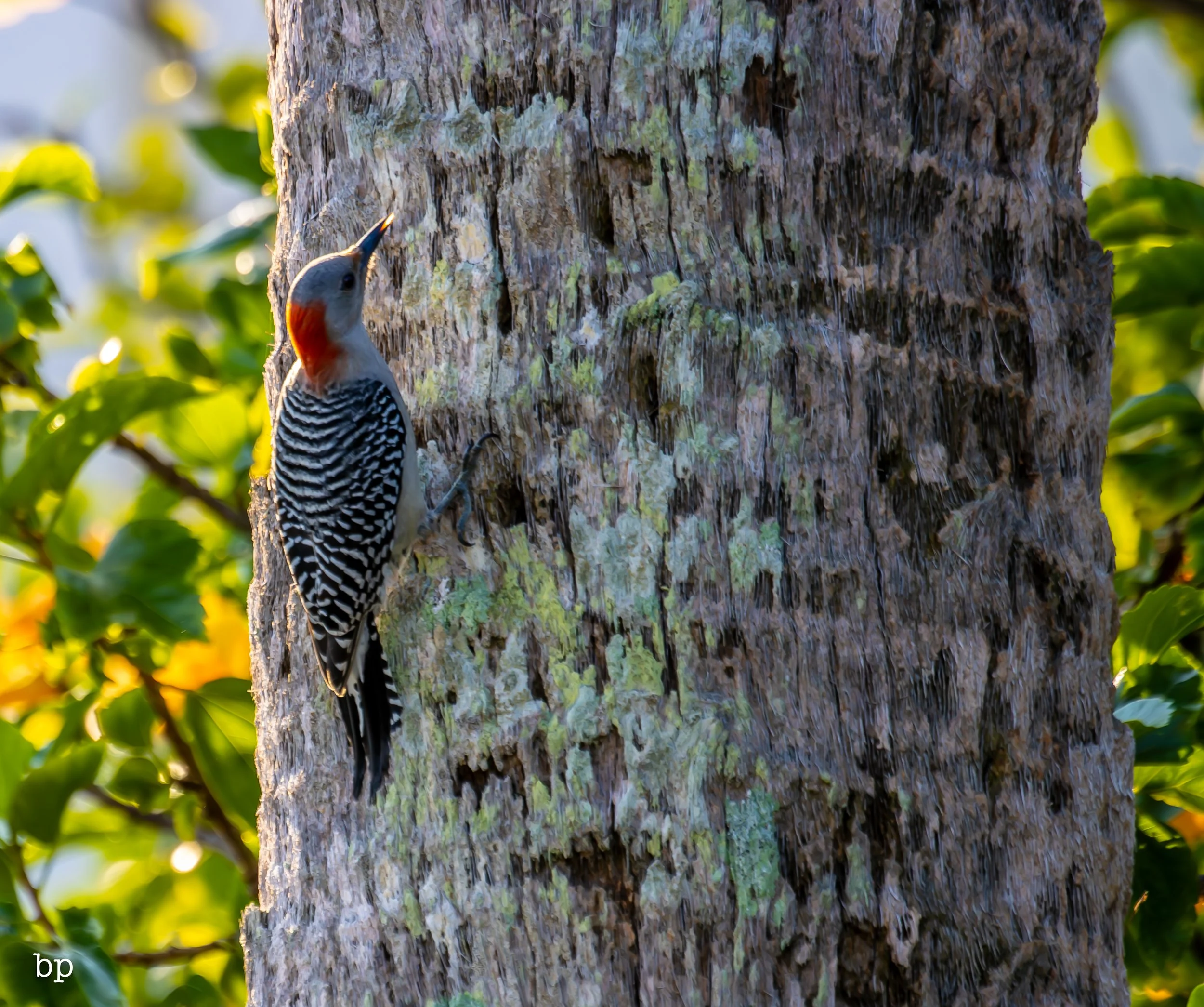 set_120525_raw_07_pecker (1 of 1).jpg