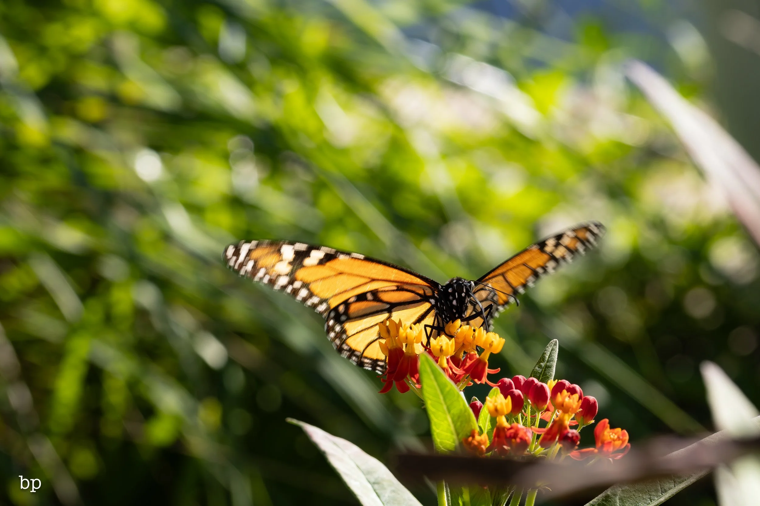 butter_07 (1 of 1).jpg