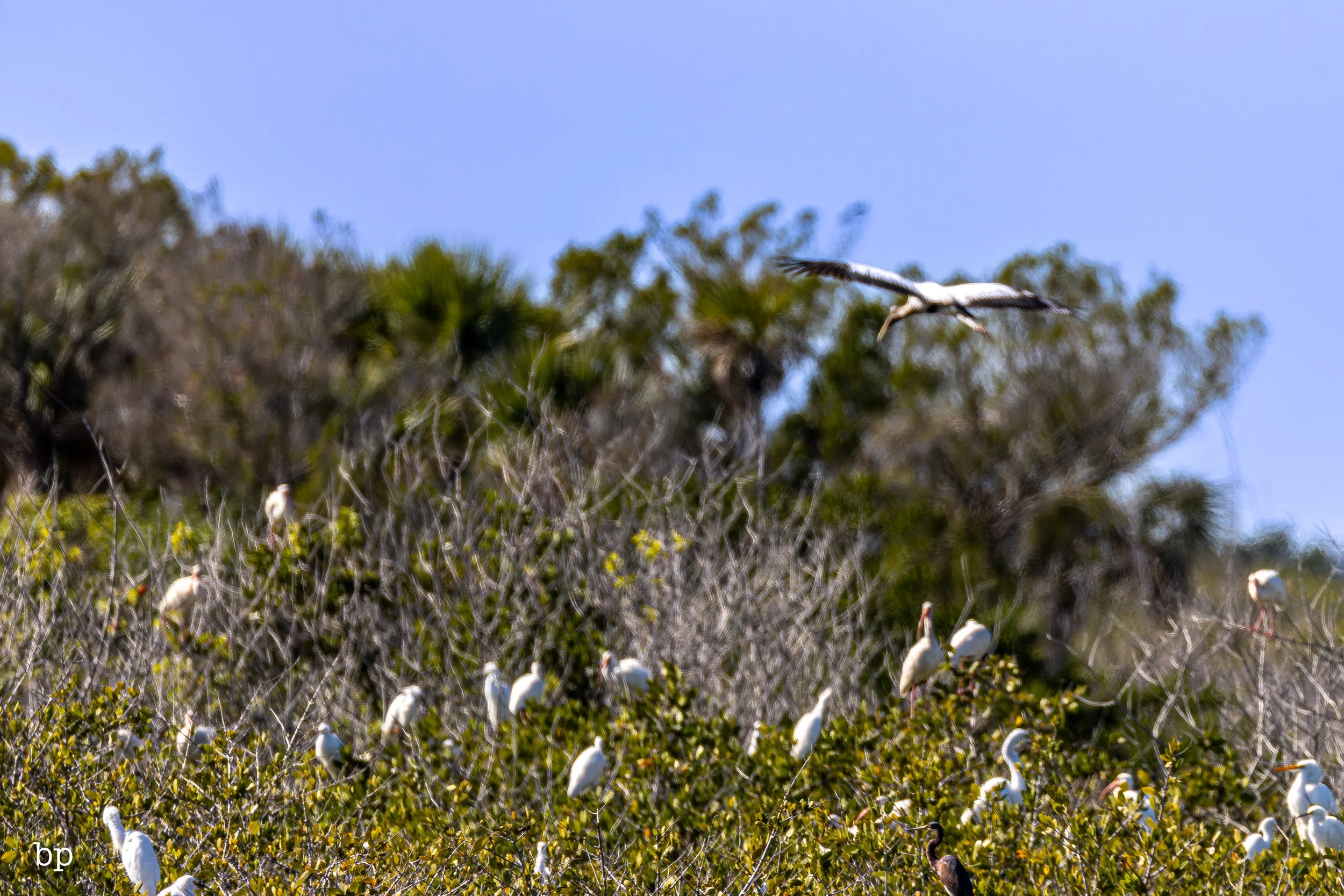 jungle_02_24 (1 of 1).jpg