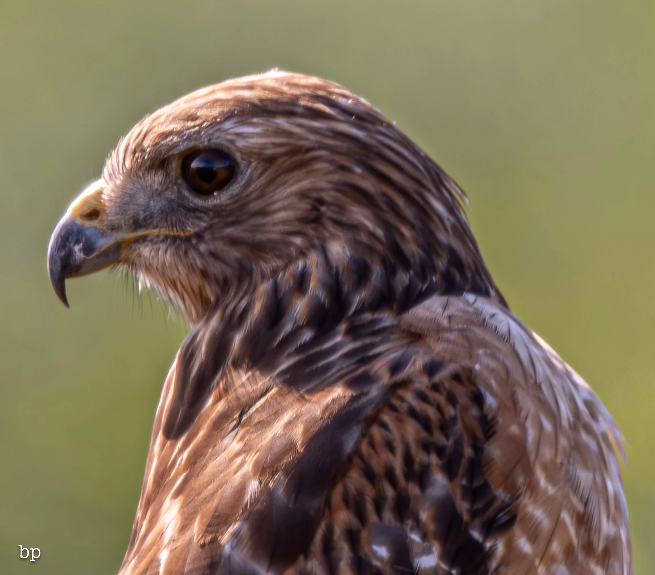 jungle_02_52 (1 of 1).jpg