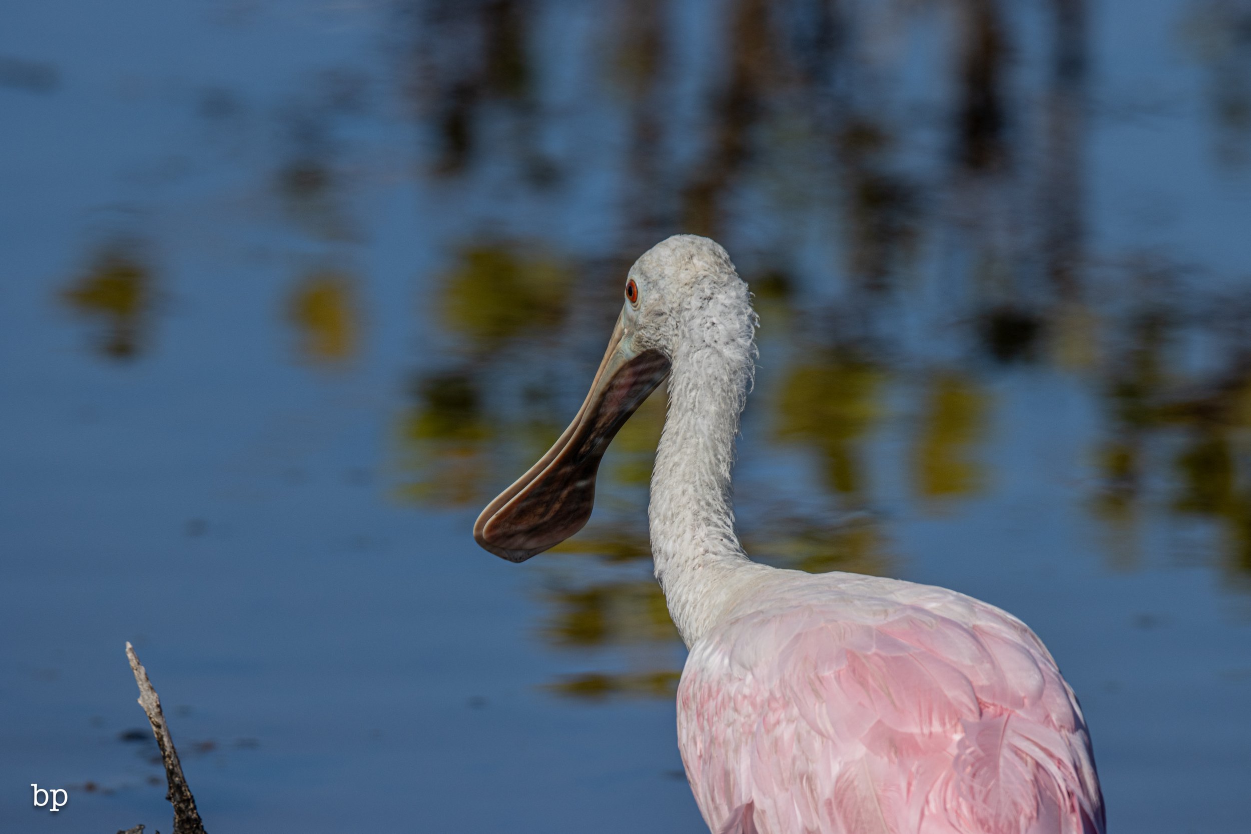 jungle_02_34 (1 of 1).jpg