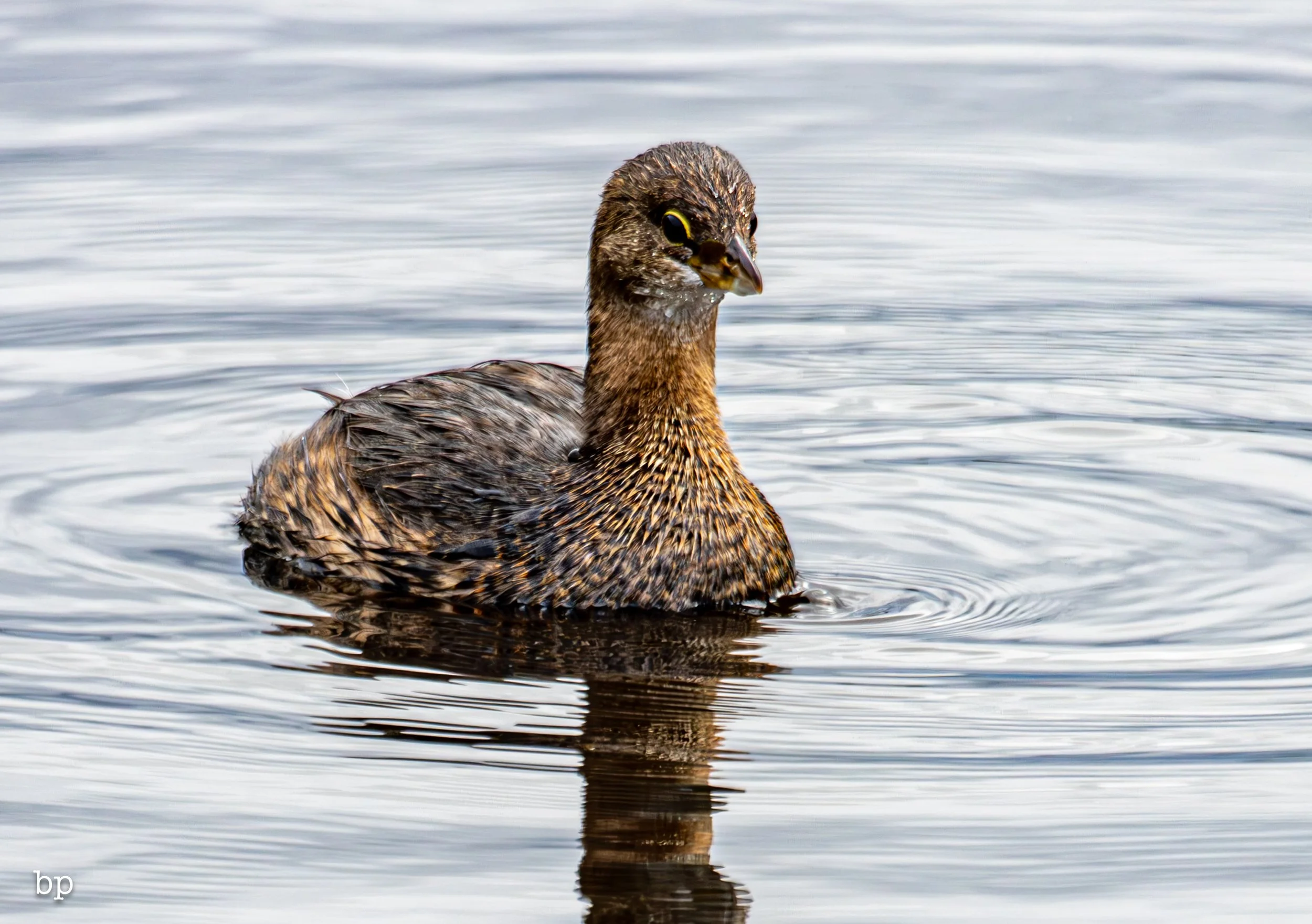 set_1209_cshore_118 (1 of 1).jpg