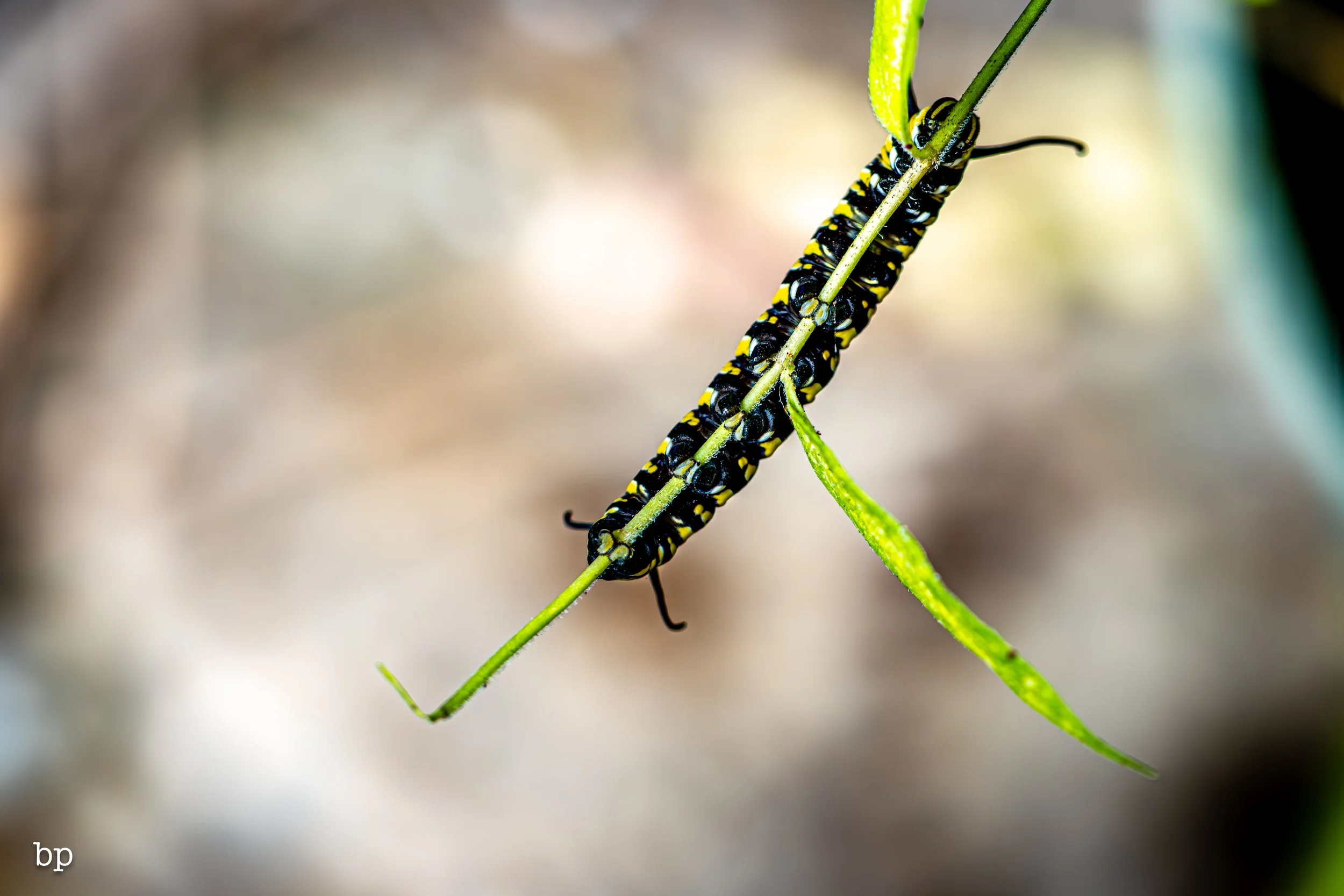 10_28_butter_148 (1 of 1).jpg