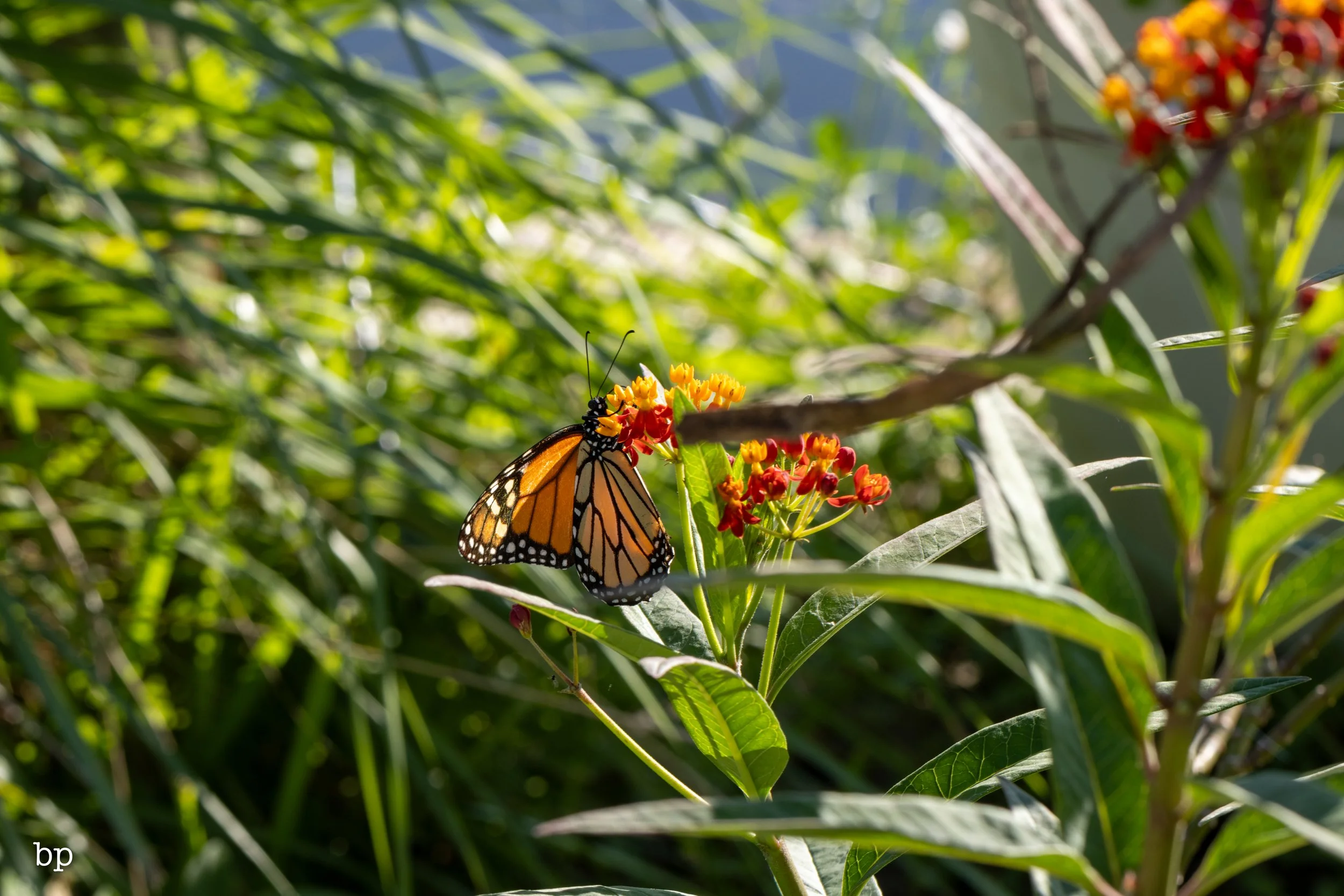 butter_15 (1 of 1).jpg