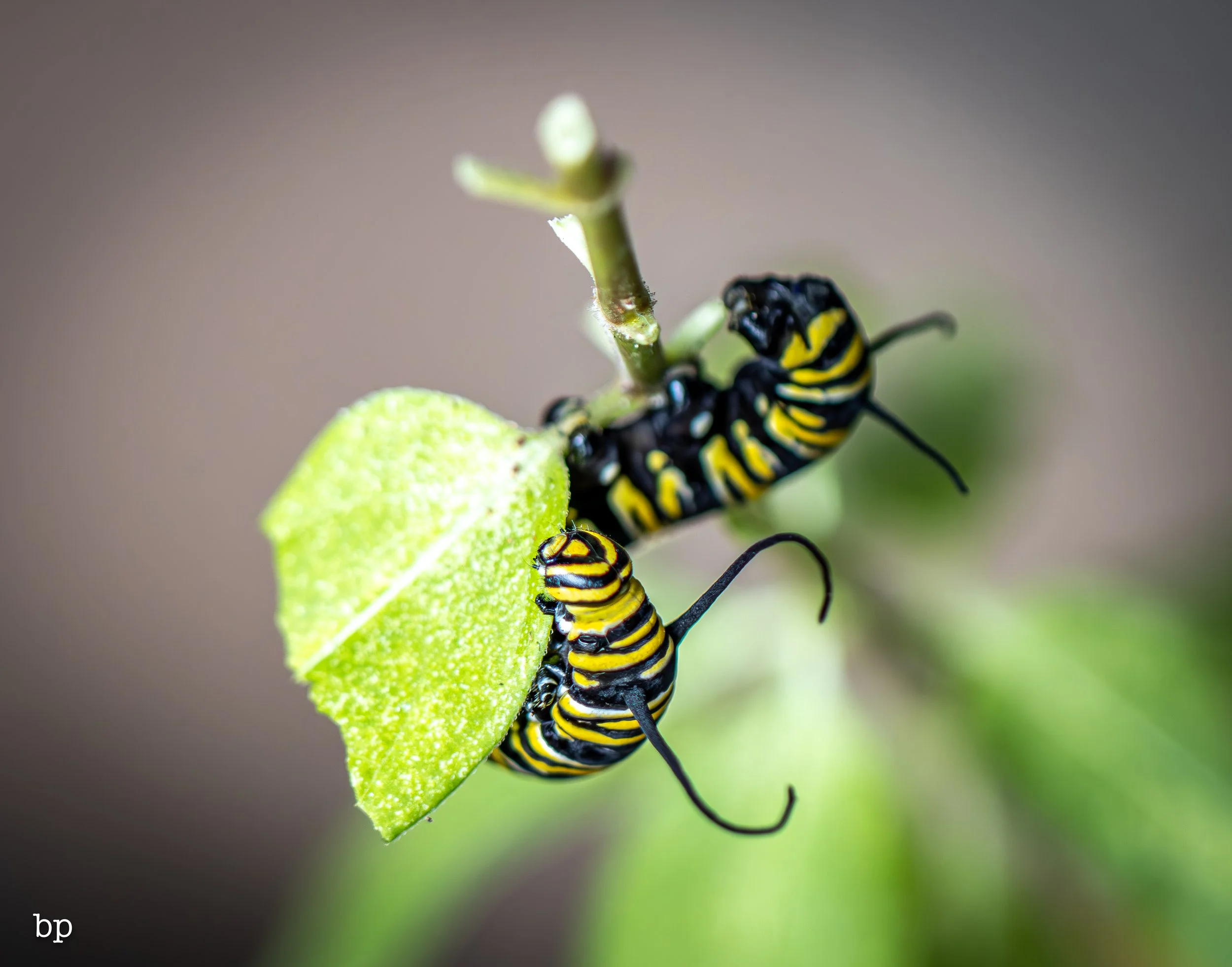 10_28_butter_139 (1 of 1).jpg