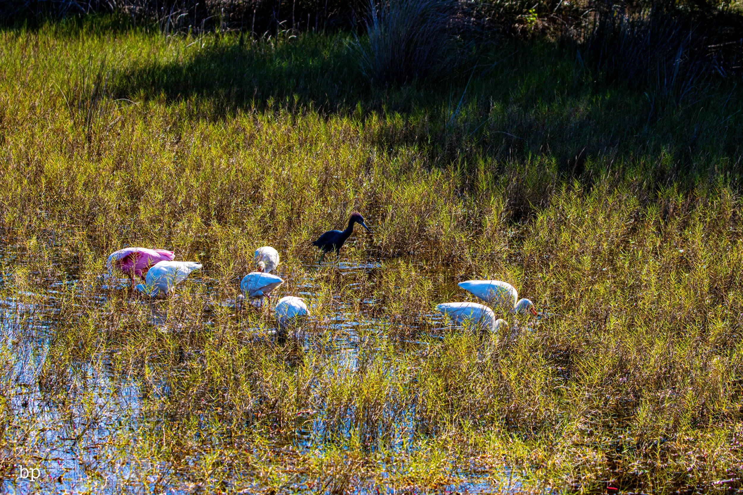 jungle_02_59 (1 of 1).jpg