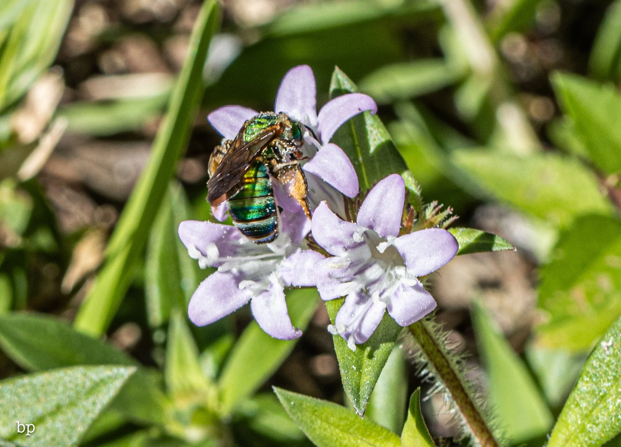 10_28_butter_167 (1 of 1).jpg