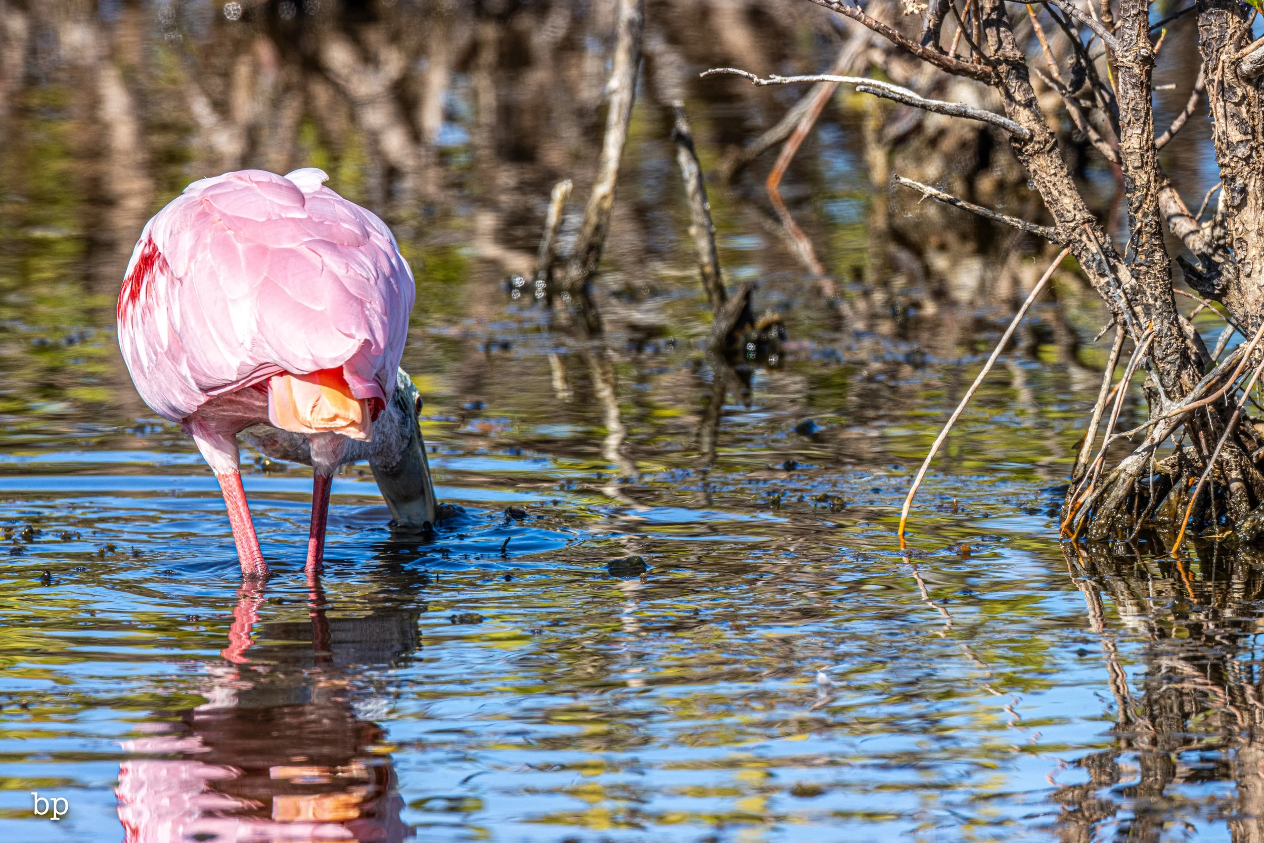 jungle_02_39 (1 of 1).jpg