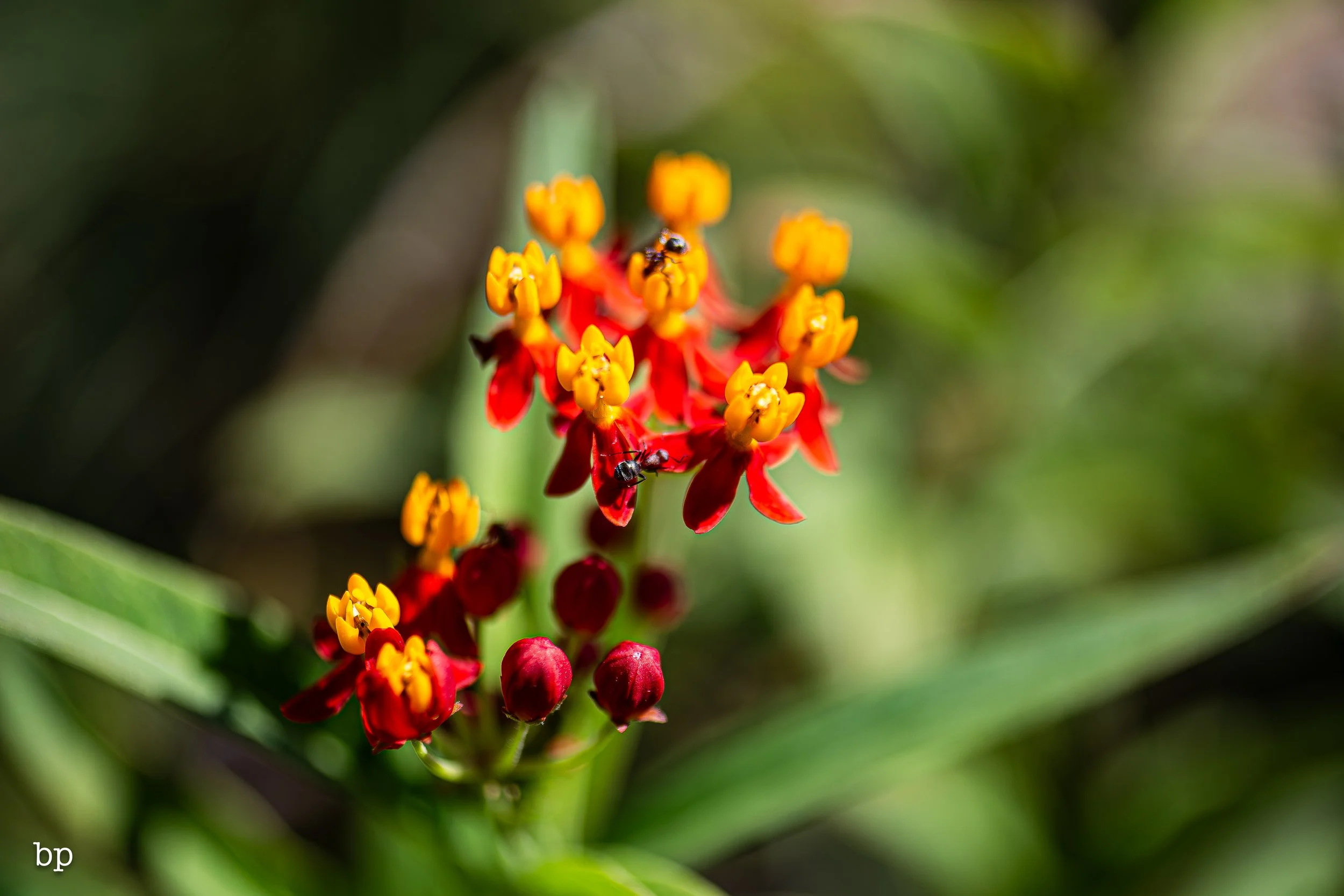 btryfly_46 (1 of 1).jpg