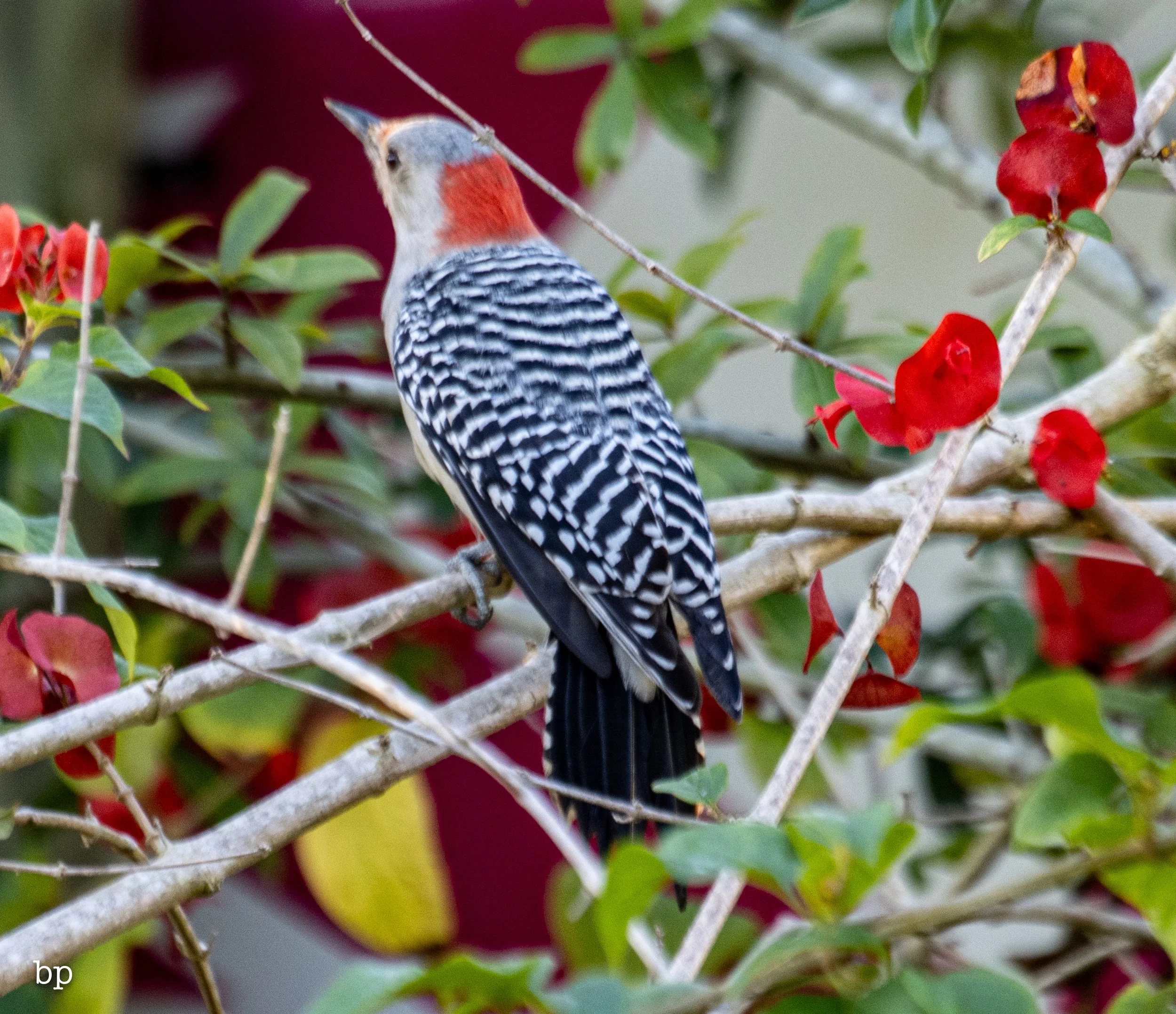 set_120525_raw_11_pecker (1 of 1).jpg