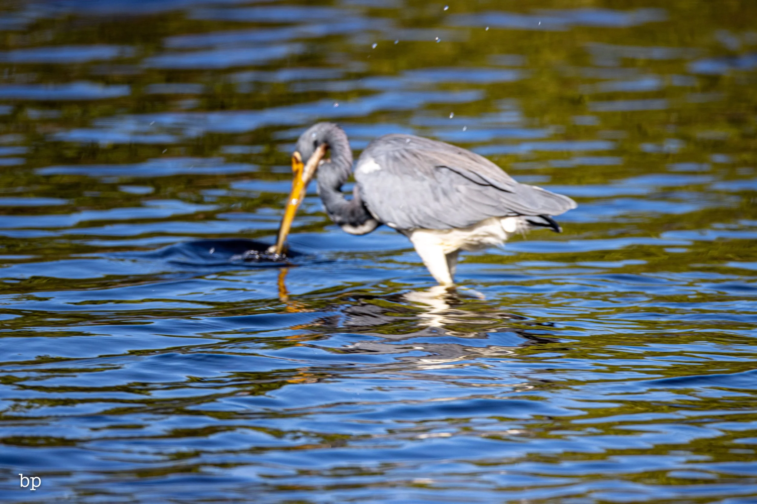 jungle_02_56 (1 of 1).jpg