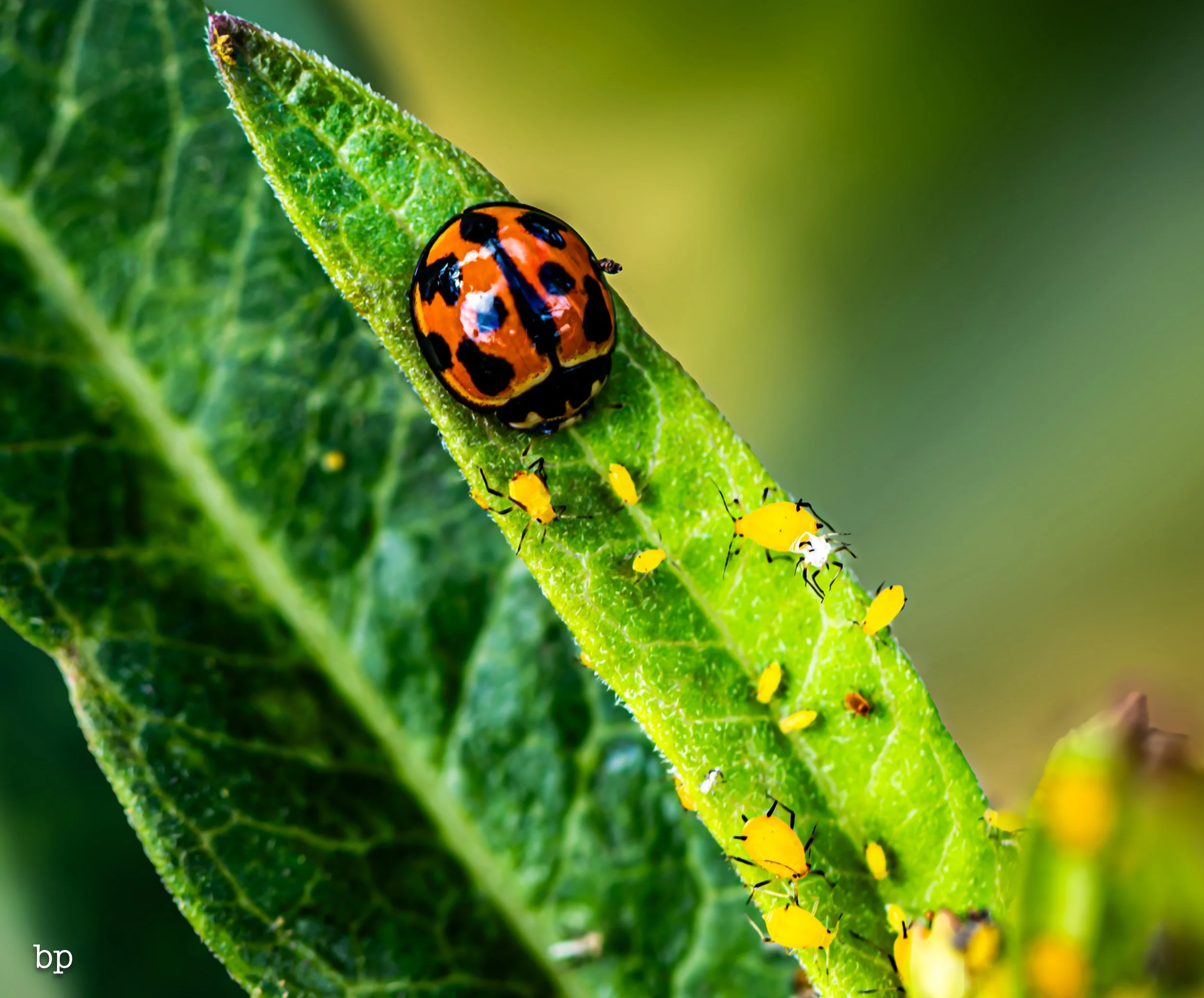 insect_101 macro (1 of 1).jpg