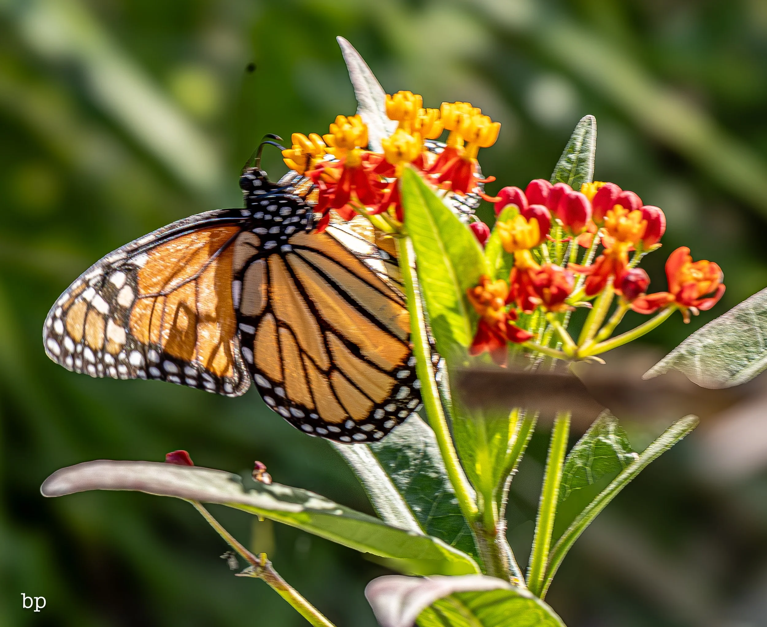 butter_14 (1 of 1).jpg